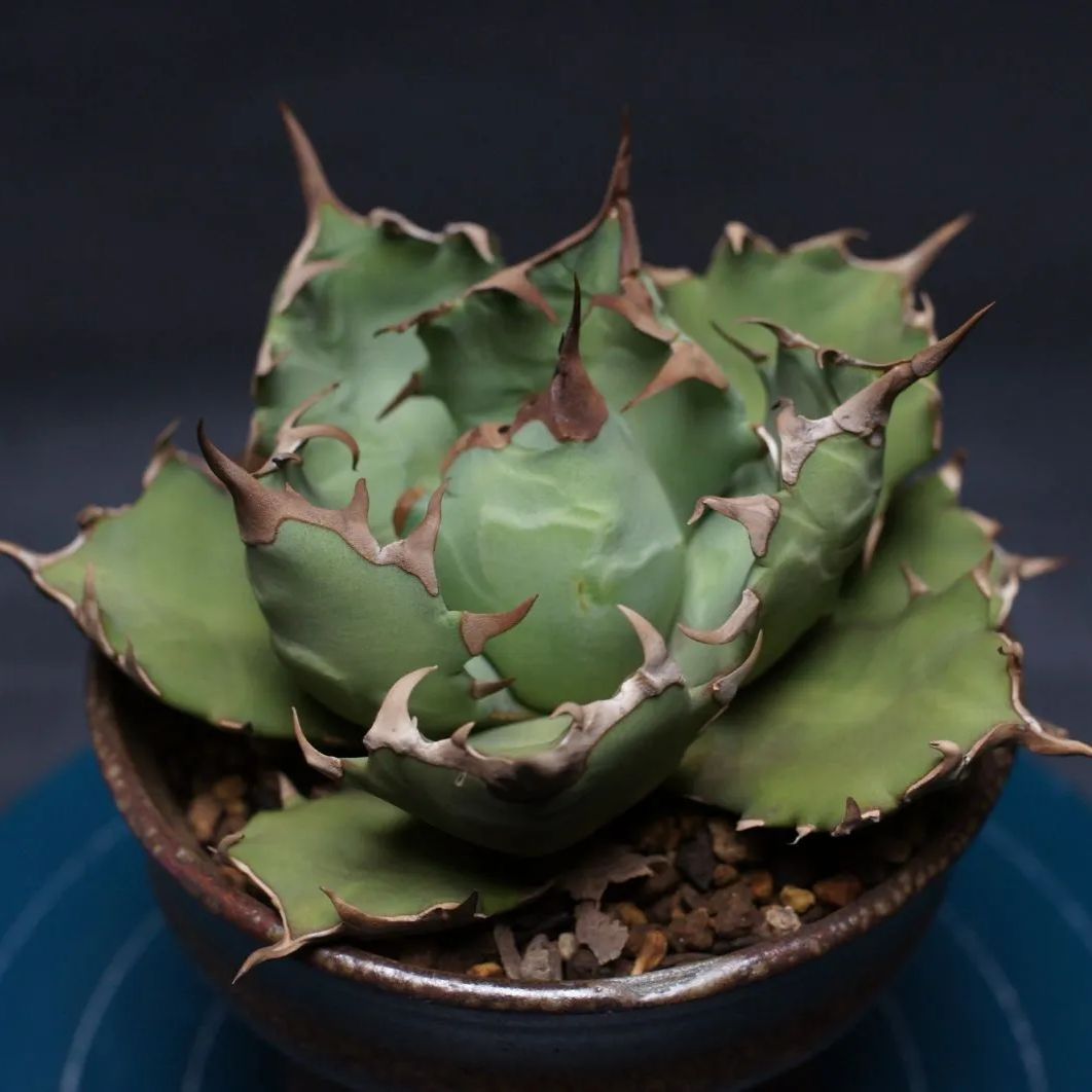  アガベ チタノタ ドワーフ agave titanota 管理2442 アガベ 観葉植物