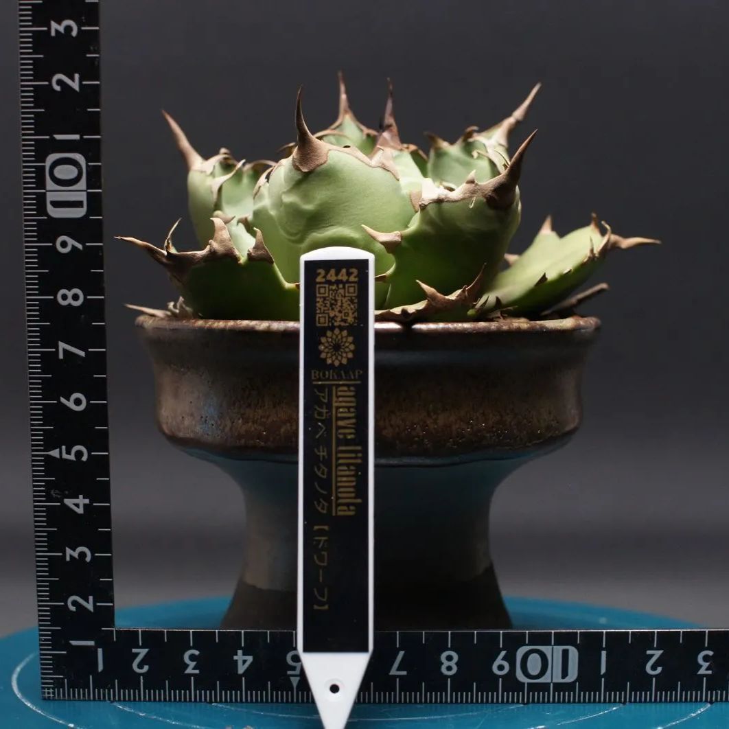 2025年製】Panasonic衣類乾燥除湿機 F-YZX60B 楽天市場】Panasonic