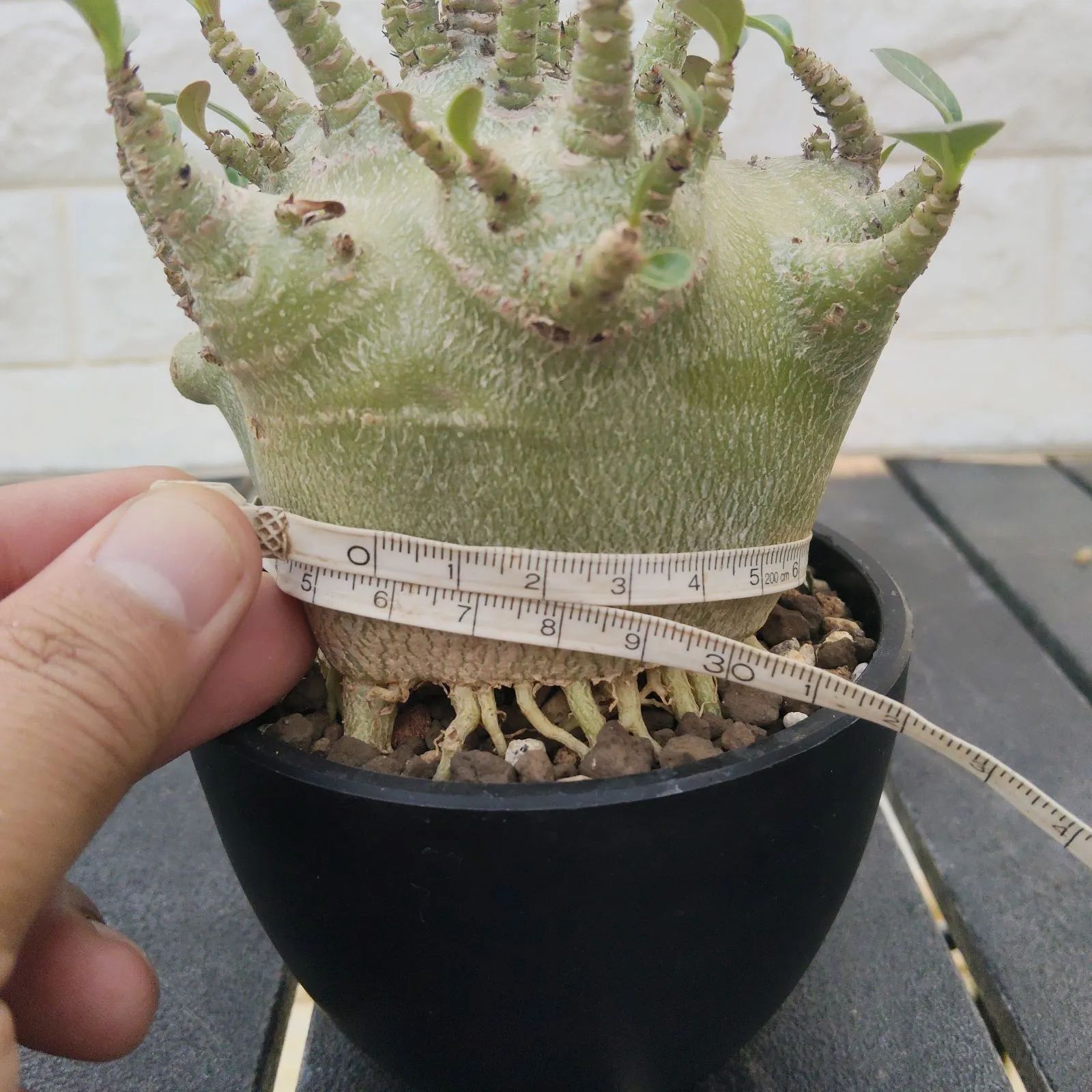 a34 アデニウム ドワーフ タコ足 塊根植物 コーデックス アラビカム a34 アデニウム ドワーフ タコ足 塊根植物 コーデックス アラビカム