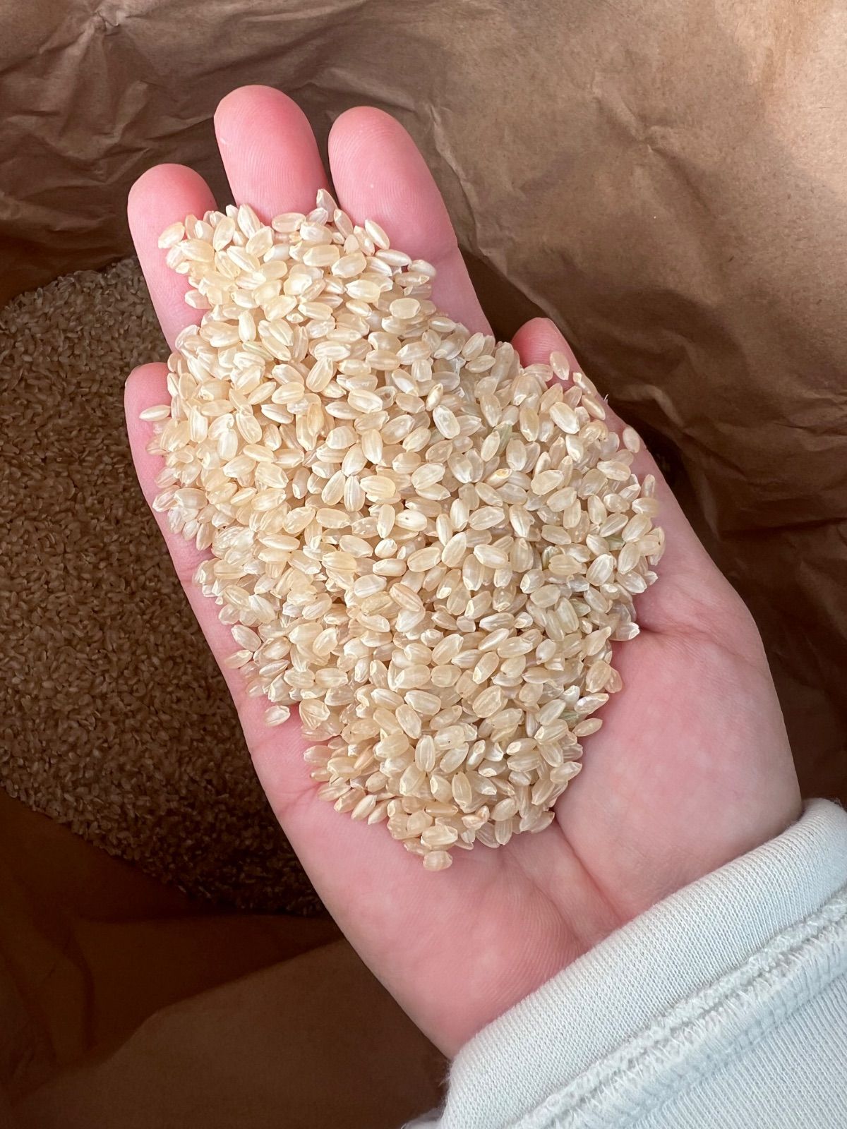 R7新米コシヒカリ30kg 玄米・精米無料 送料無料 - メルカリ