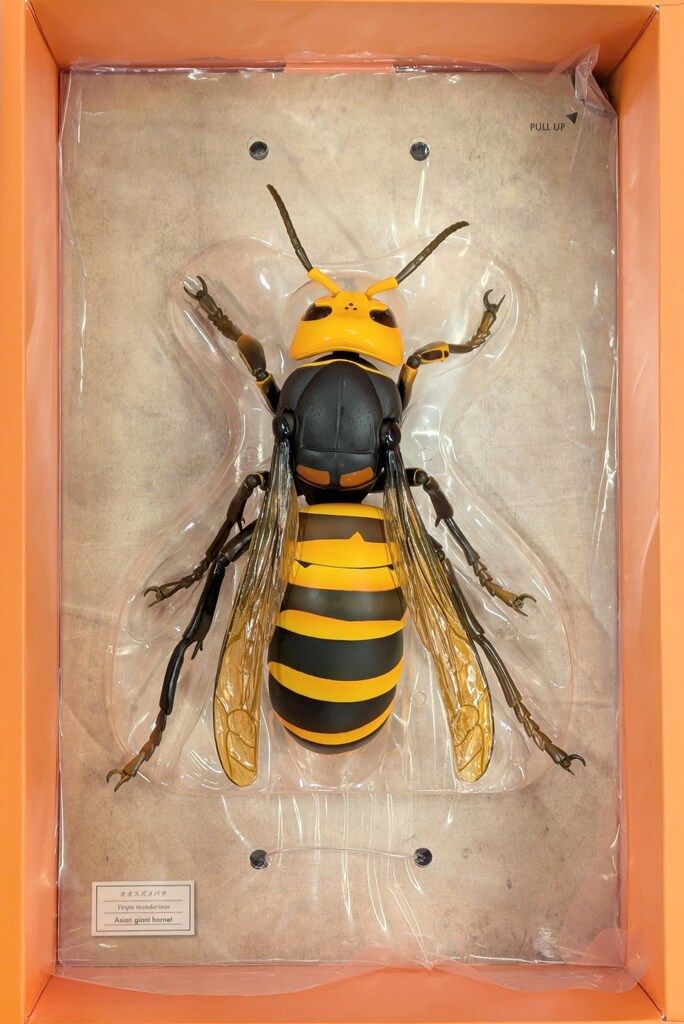 海洋堂 リボジオ 最新 オオスズメバチ