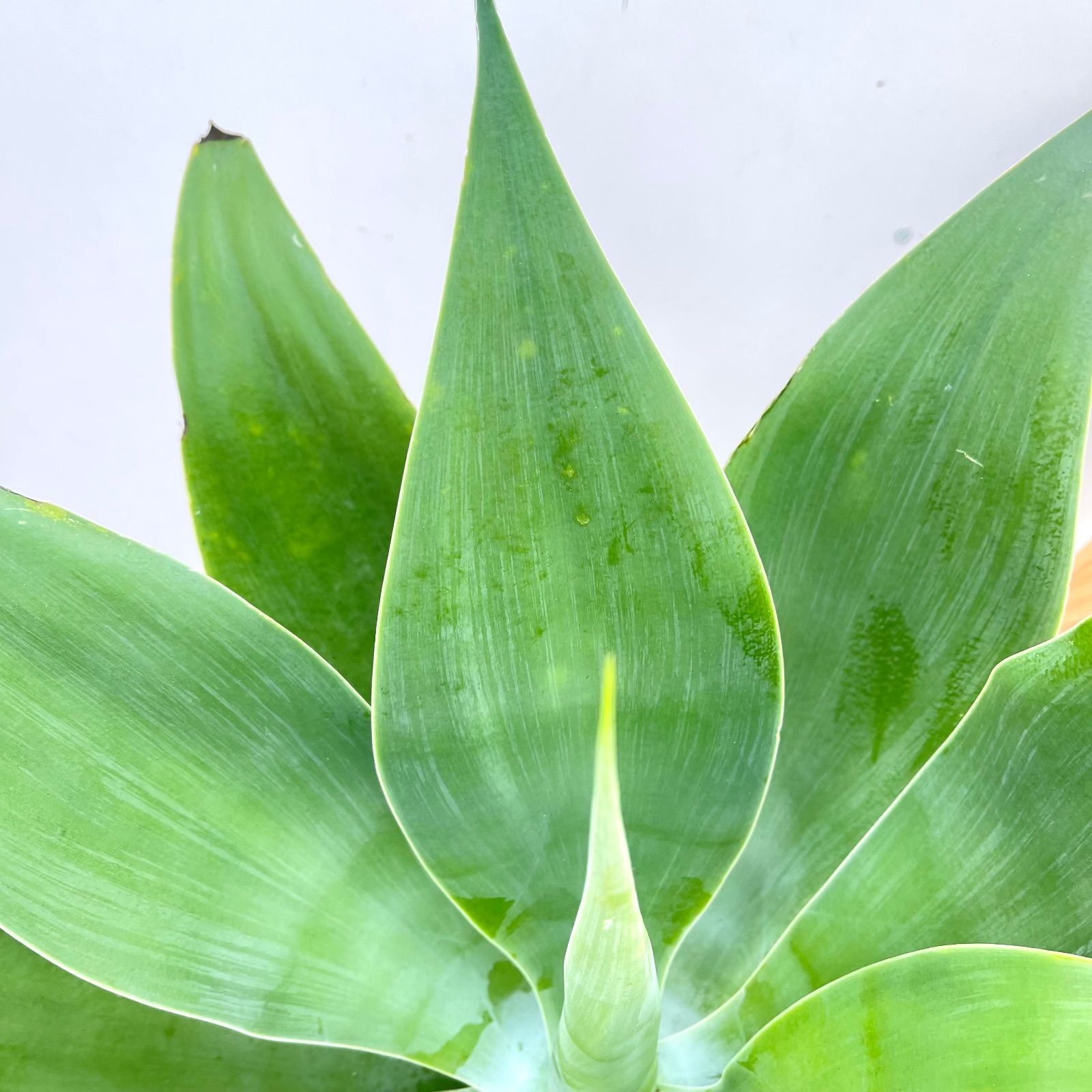 アガベ アテナータ 2【現品】観葉植物 大型 屋外 割引 アガベ