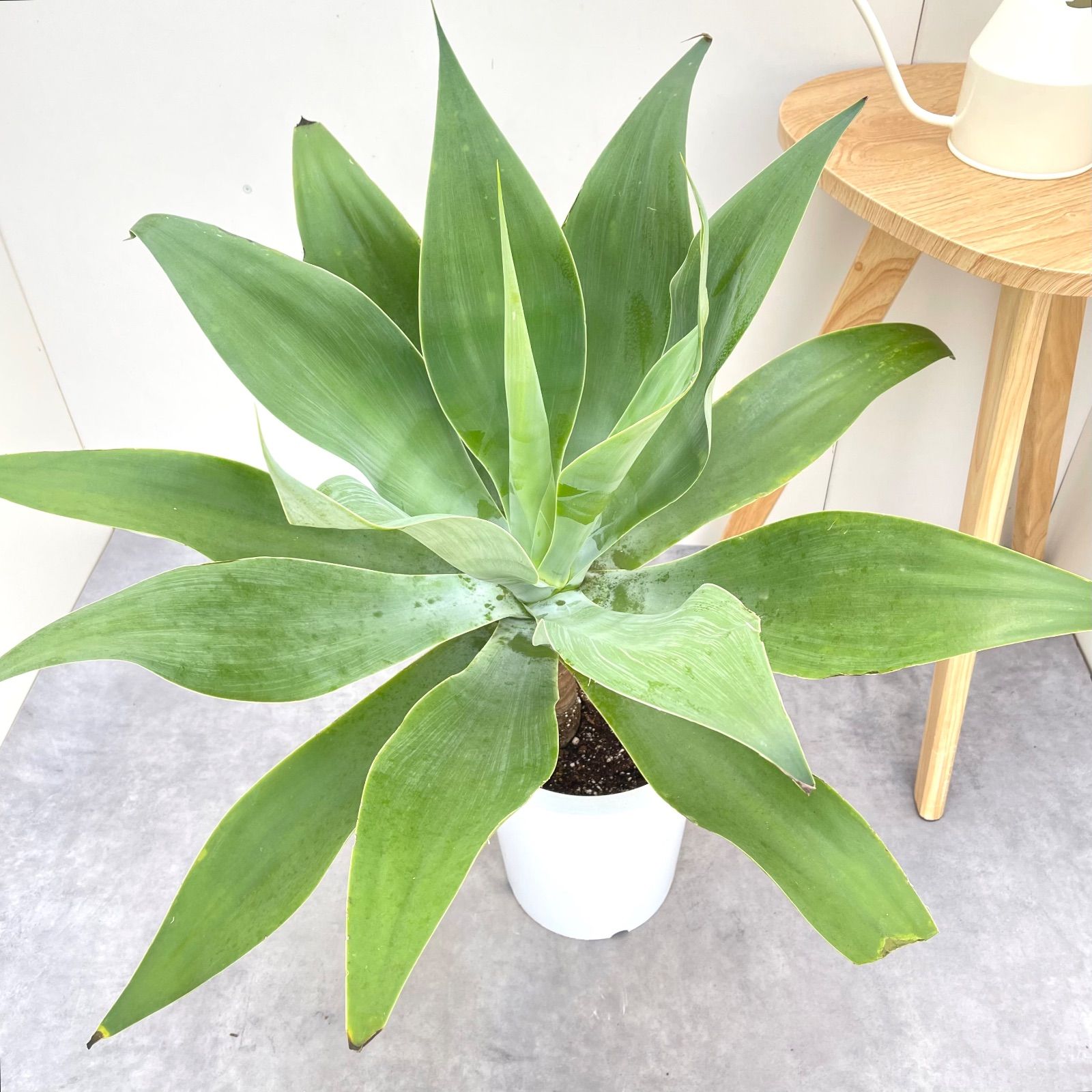 アガベ アテナータ 2【現品】観葉植物 大型 屋外 割引 アガベ