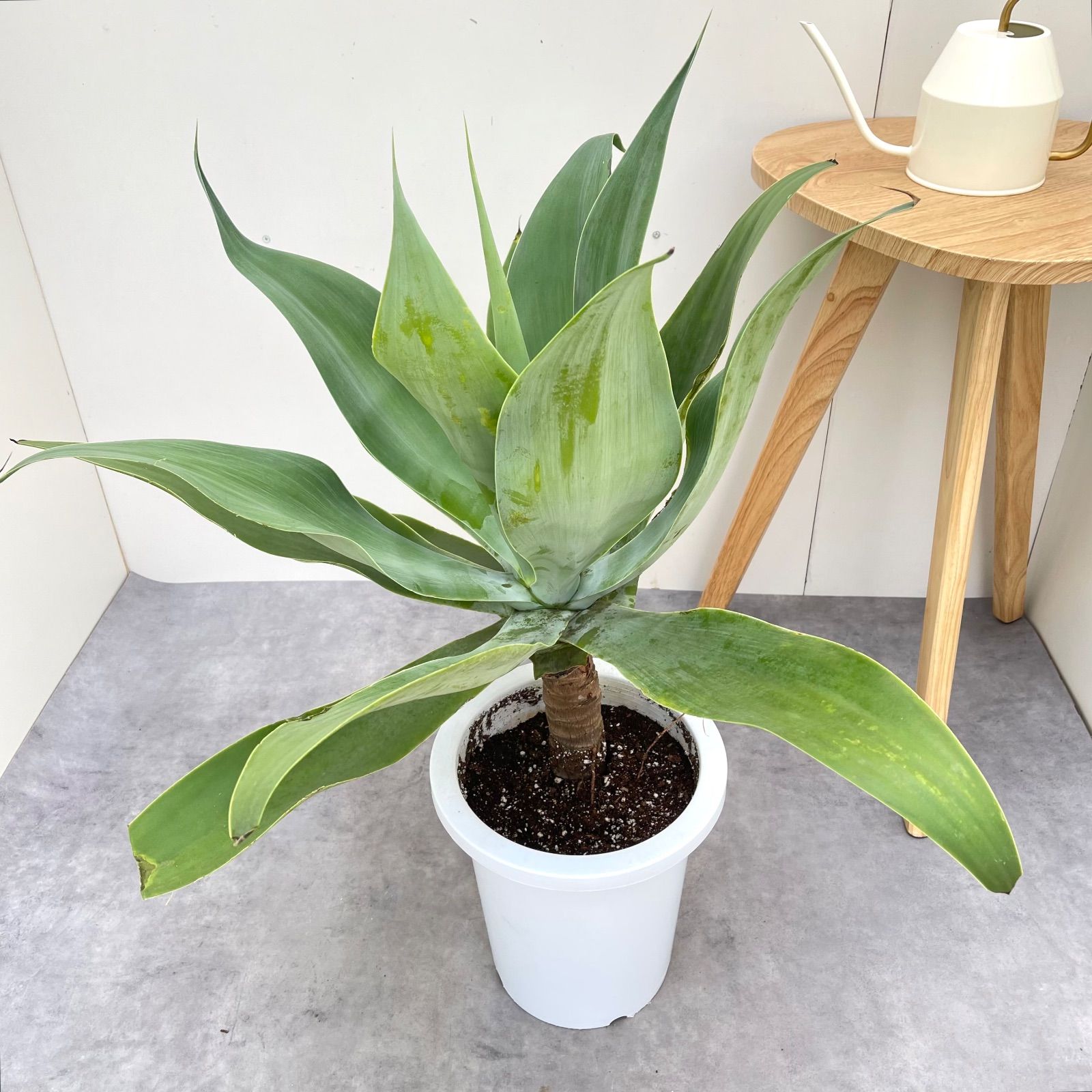 【良好】ラスト1株のみ！アガベ アテナータ 大株 アガベ アテナータ 大サイズ 子株付き