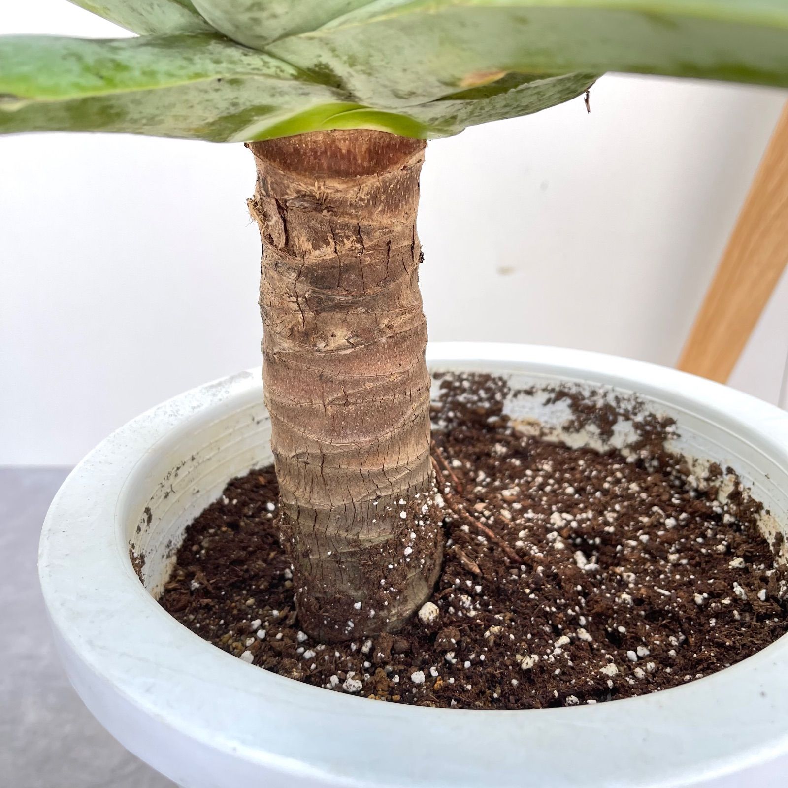 ⭐アガベ ・アテナータ(特大)⭐ アガベ アテナータ 2【現品】観葉植物 大型 屋外 割引 アガベ