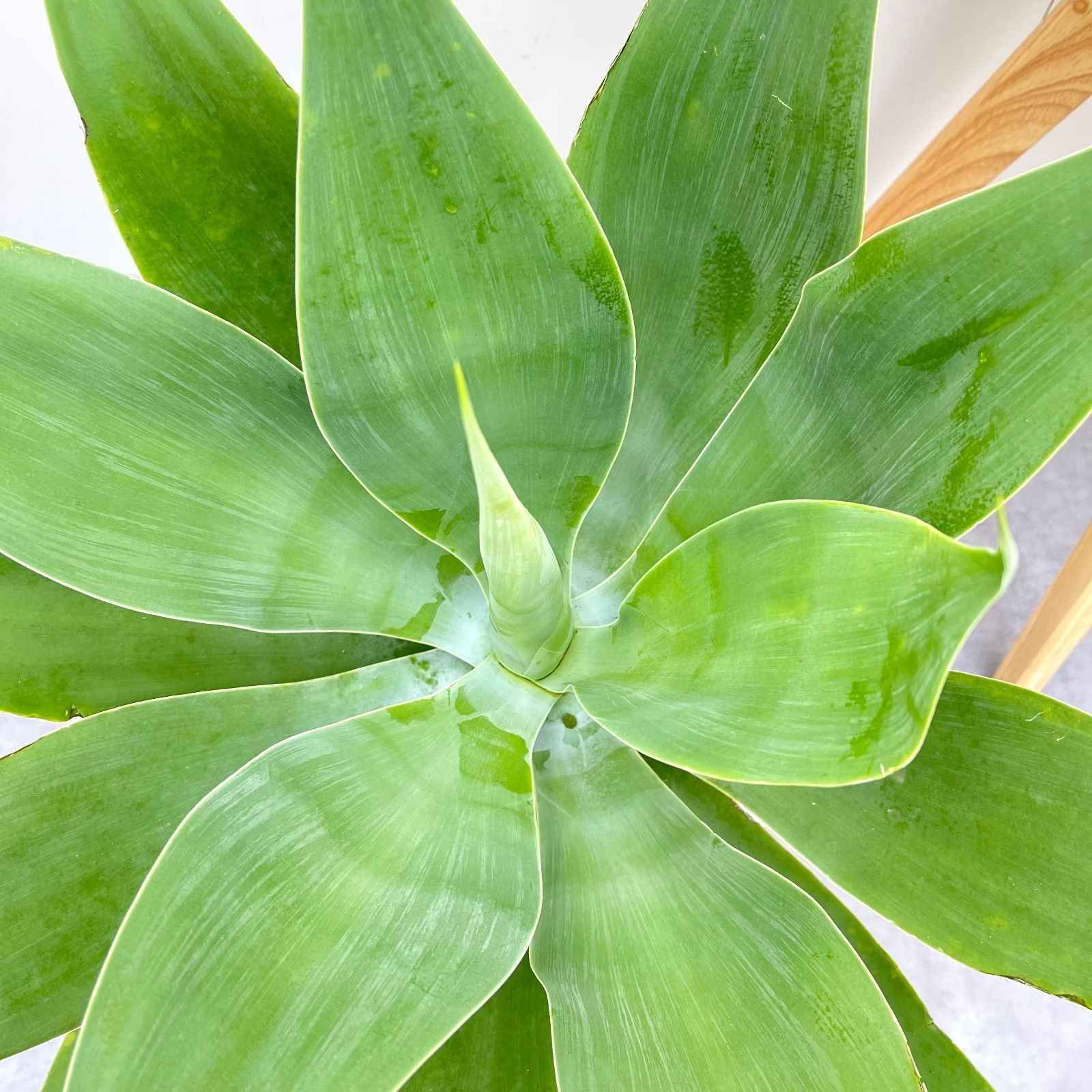 アガベ アテナータ 2【現品】観葉植物 大型 屋外 割引 アガベ