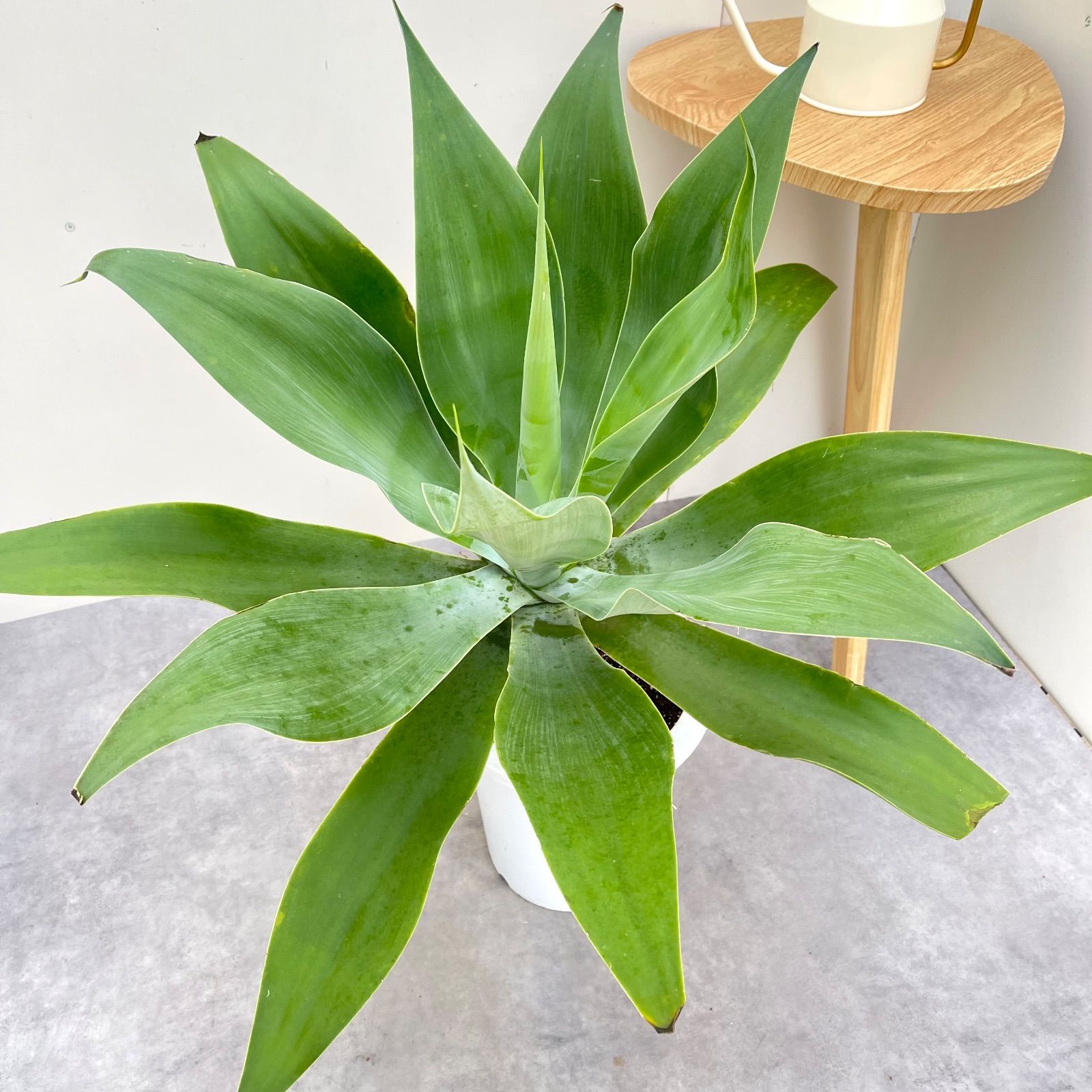 アガベ アテナータ 2【現品】観葉植物 大型 屋外 割引 アガベ