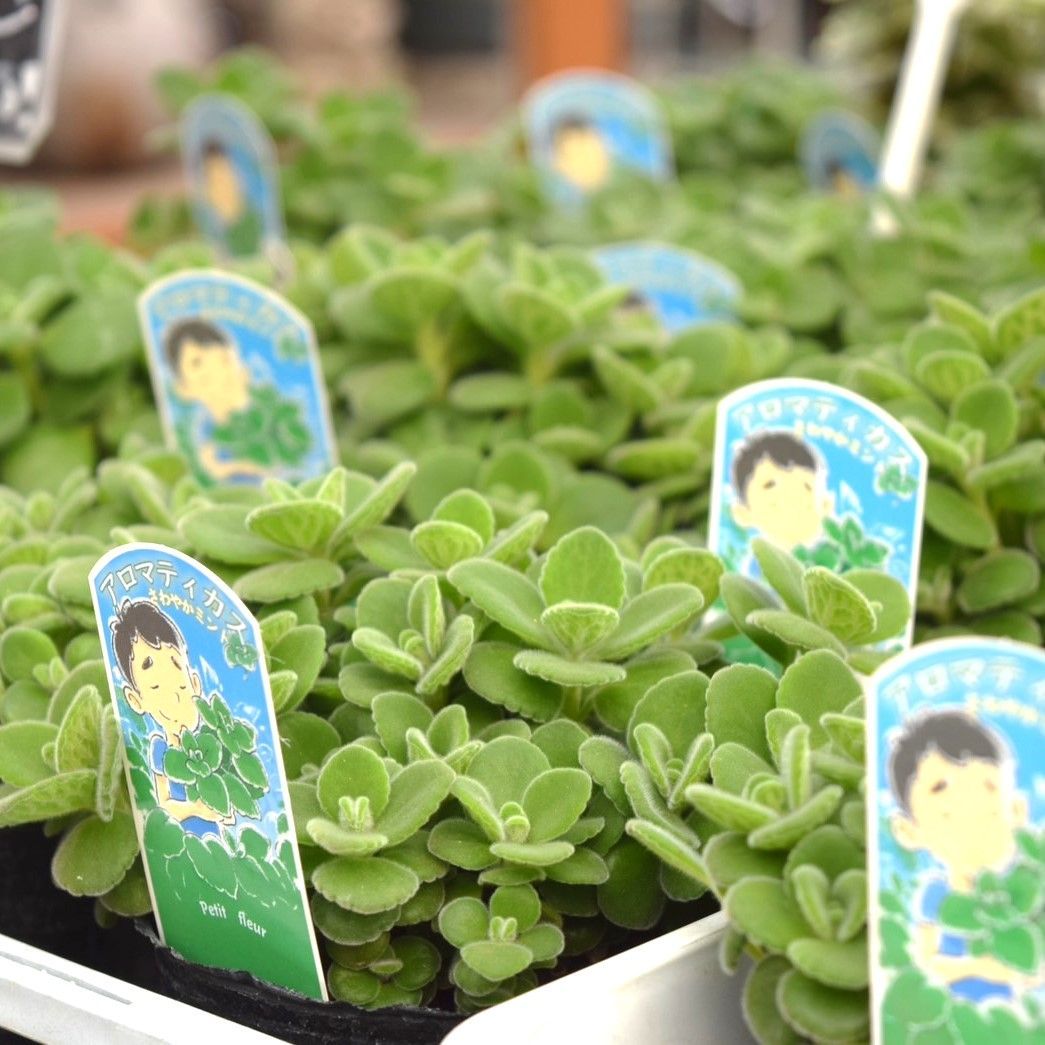 ☆green leaves☆様専用 こー様専用 3モンステラ レガシー カット苗