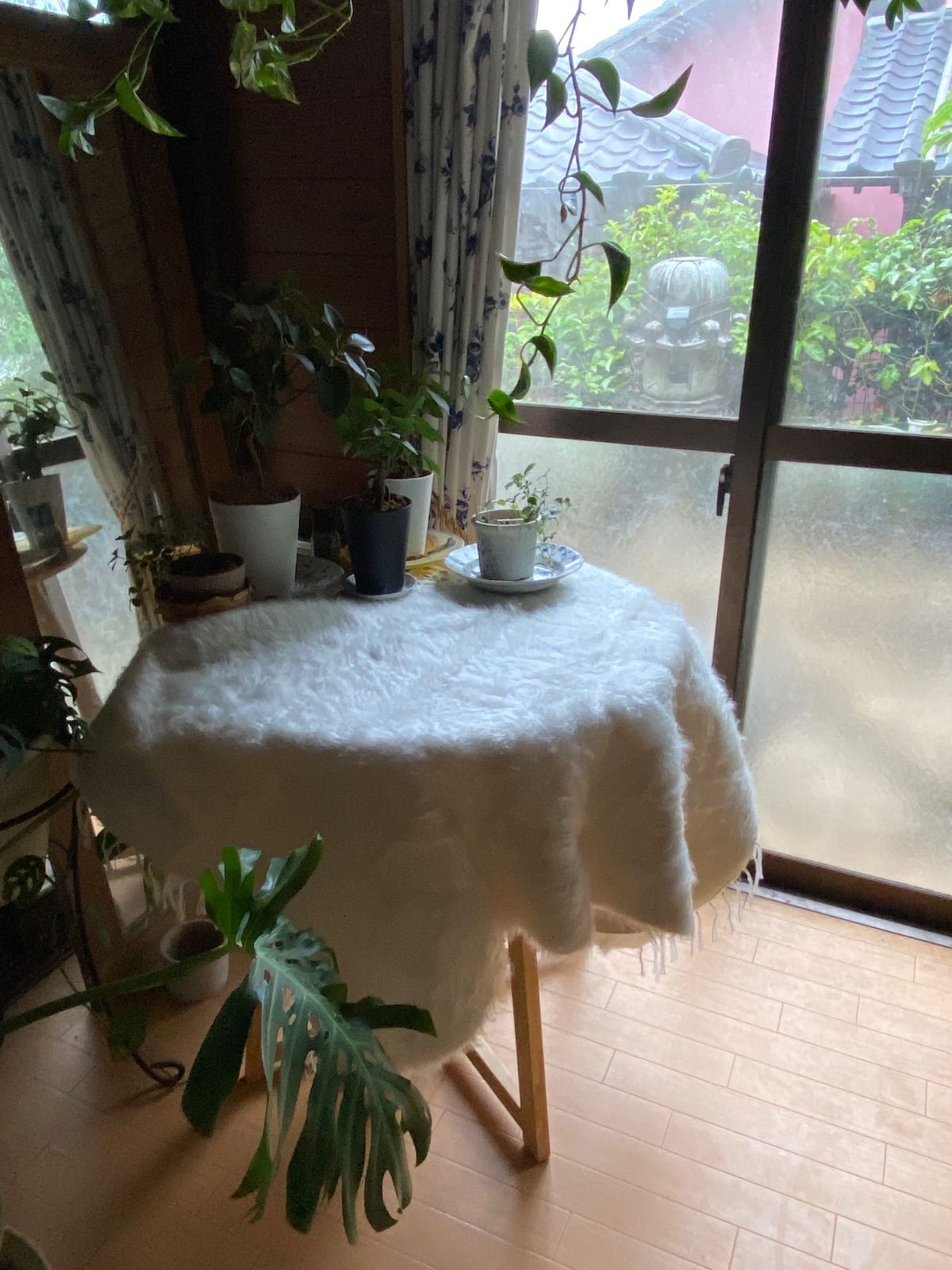 白い無地のバッタニイェお早めに