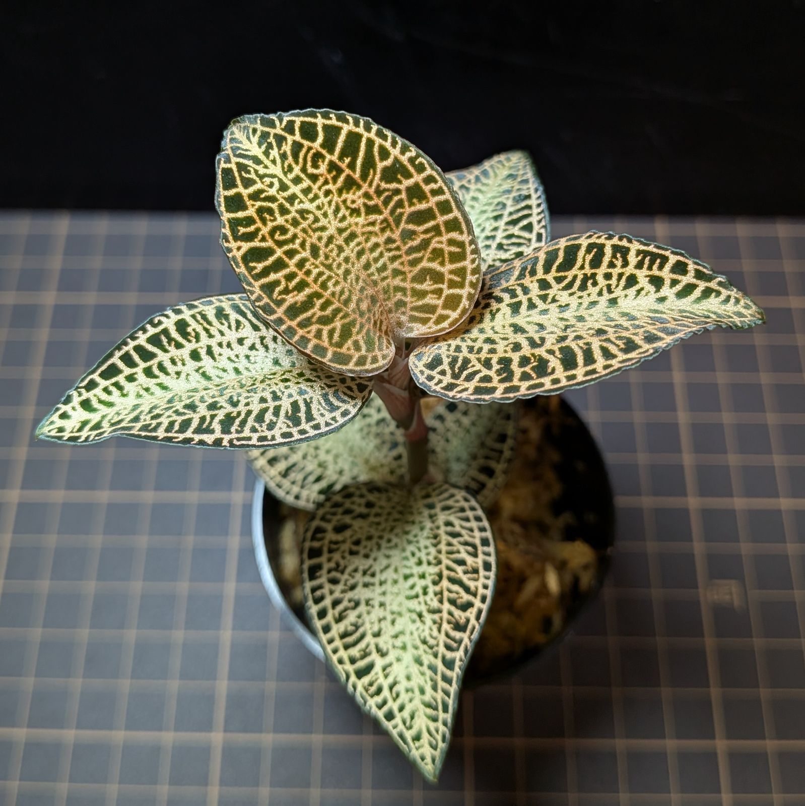 ☆ドラコン用レアヘッド☆ステルスプラス US 8.0度 ヘッドのみ