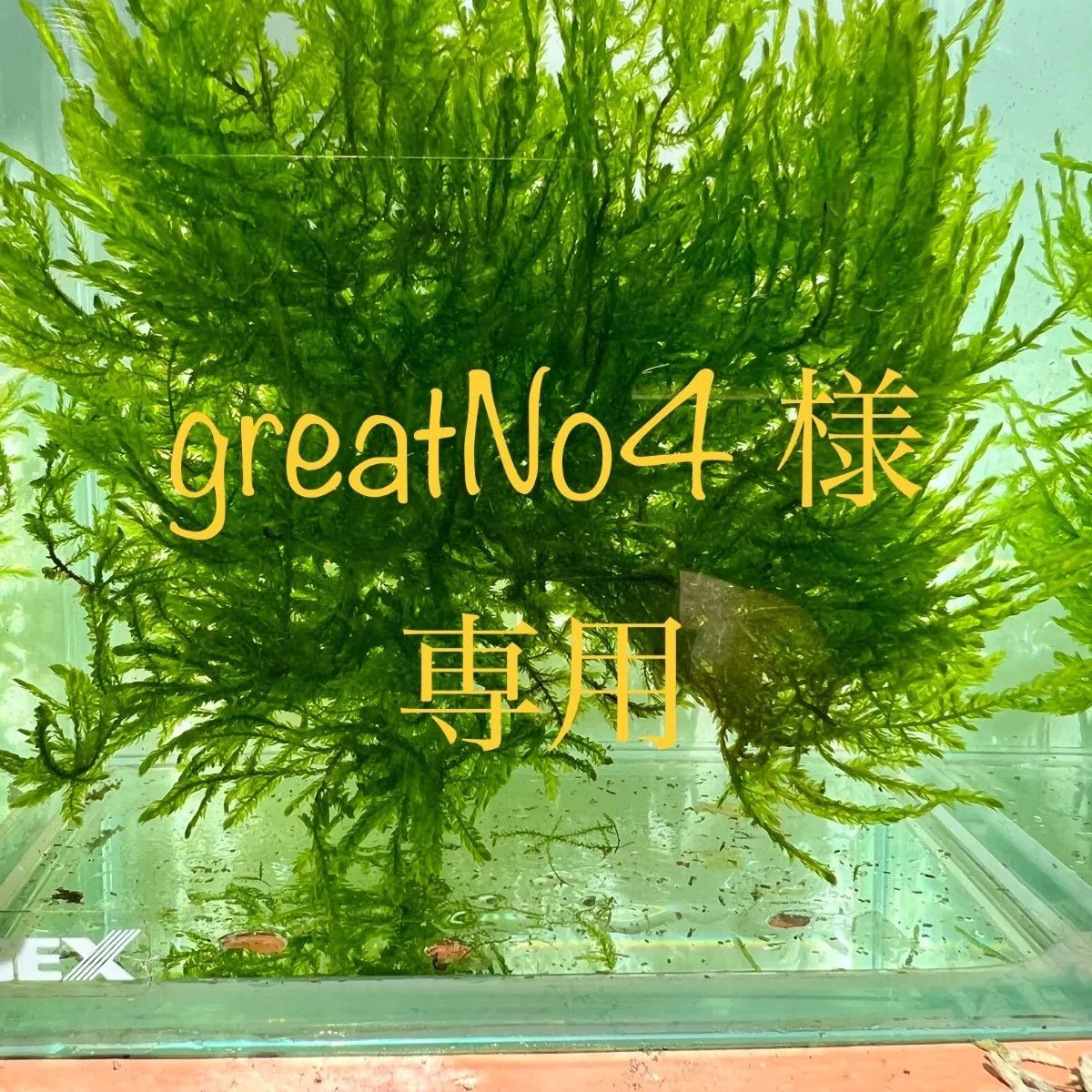 南米ウィローモス500g great No.4様専用ページ 【公式ショッピング