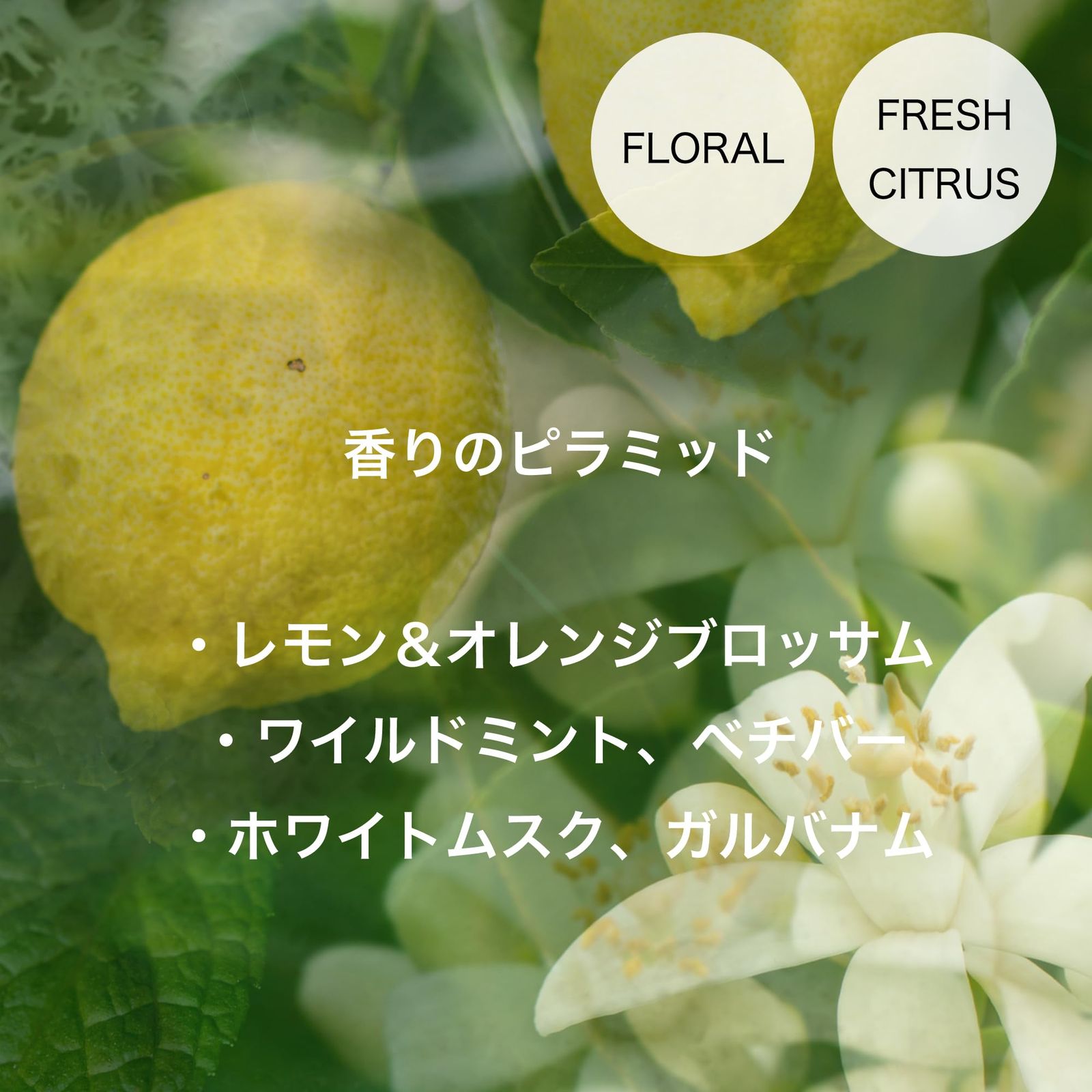 軽やかなシトラスノート 透明感あふれるフレ