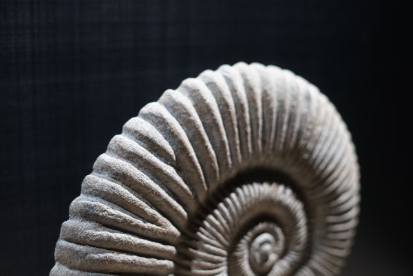 オブジェ 置物 Ammonite Sculp インテリア 雑貨 モニュメント 小物 アート モダン 北欧 モデルルーム