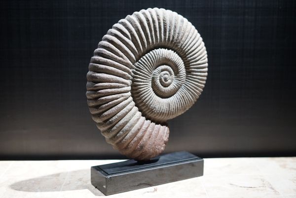 オブジェ 置物 Ammonite Sculp インテリア 雑貨 モニュメント 小物 アート モダン 北欧 モデルルーム