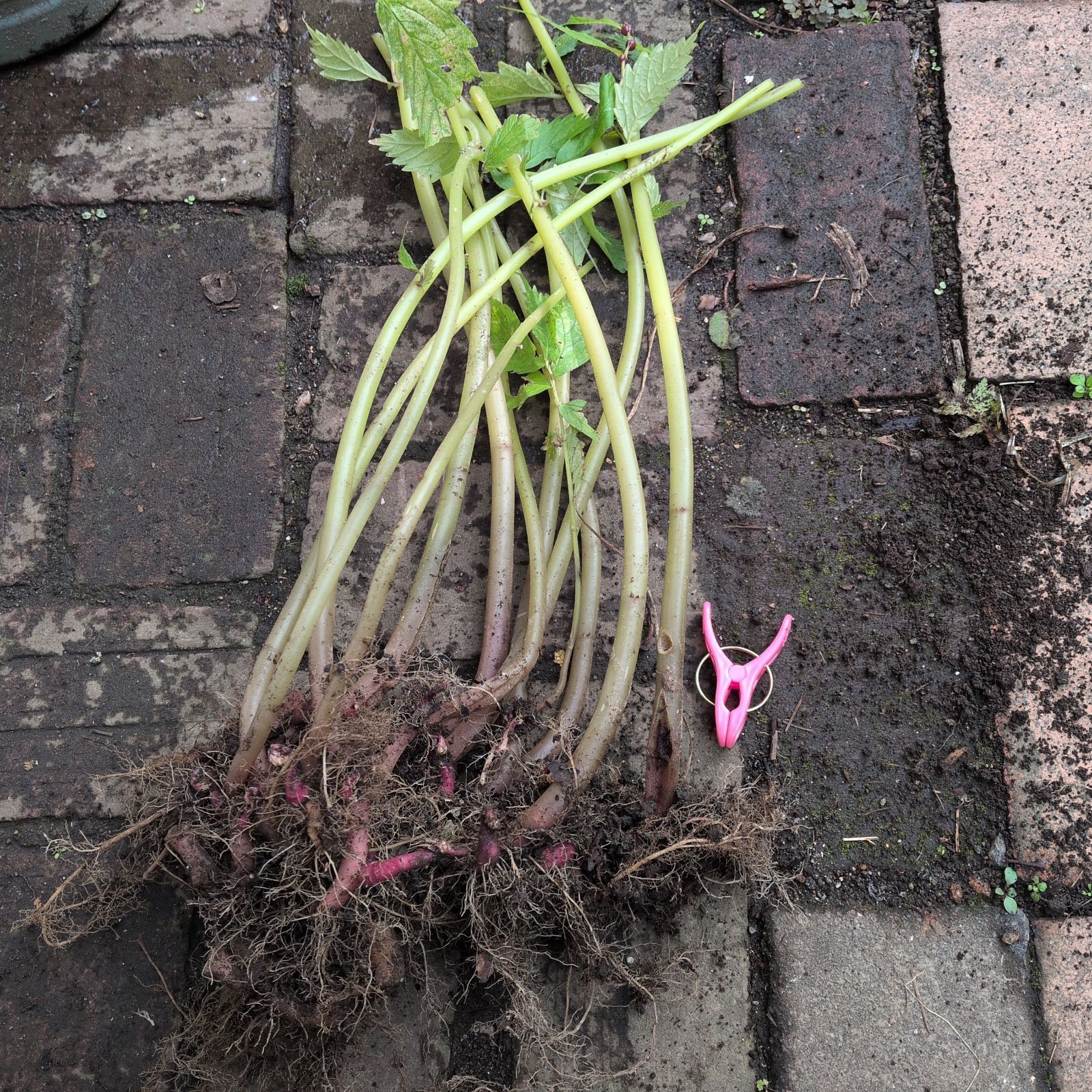 孝イチロー様専用苗