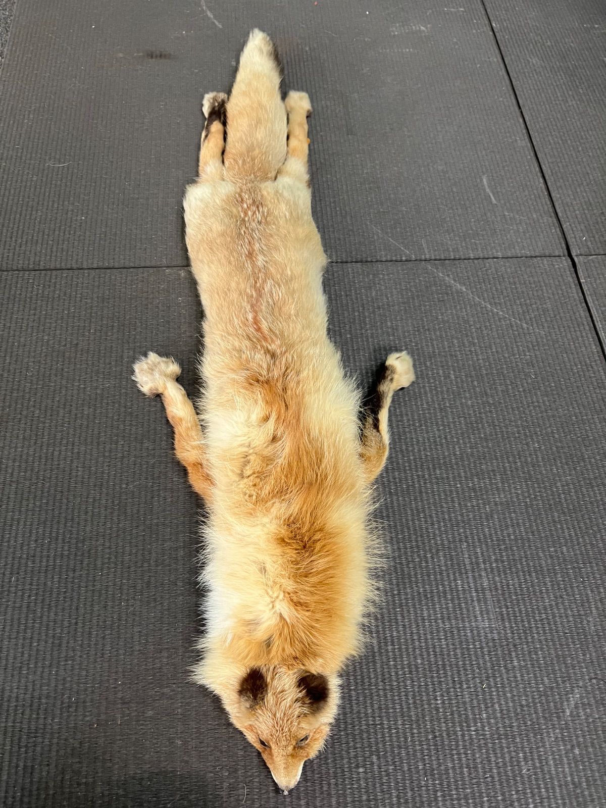 ⭐︎ キツネ 毛皮 マフラー リアル フォックスファー 未使用 クリップ