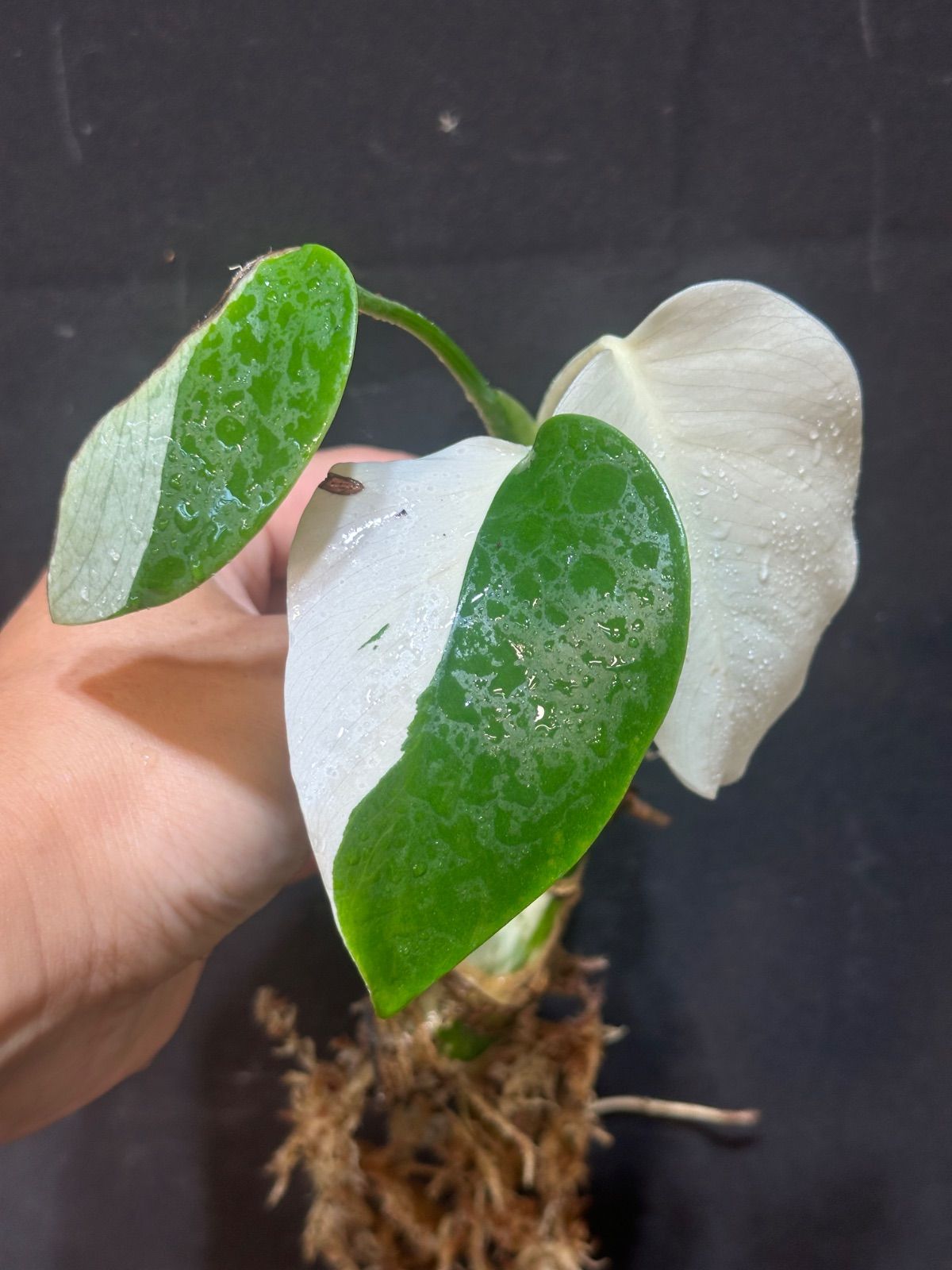 観葉植物 【発根済み】斑入り モンステラ ハーフムーン Variegated 