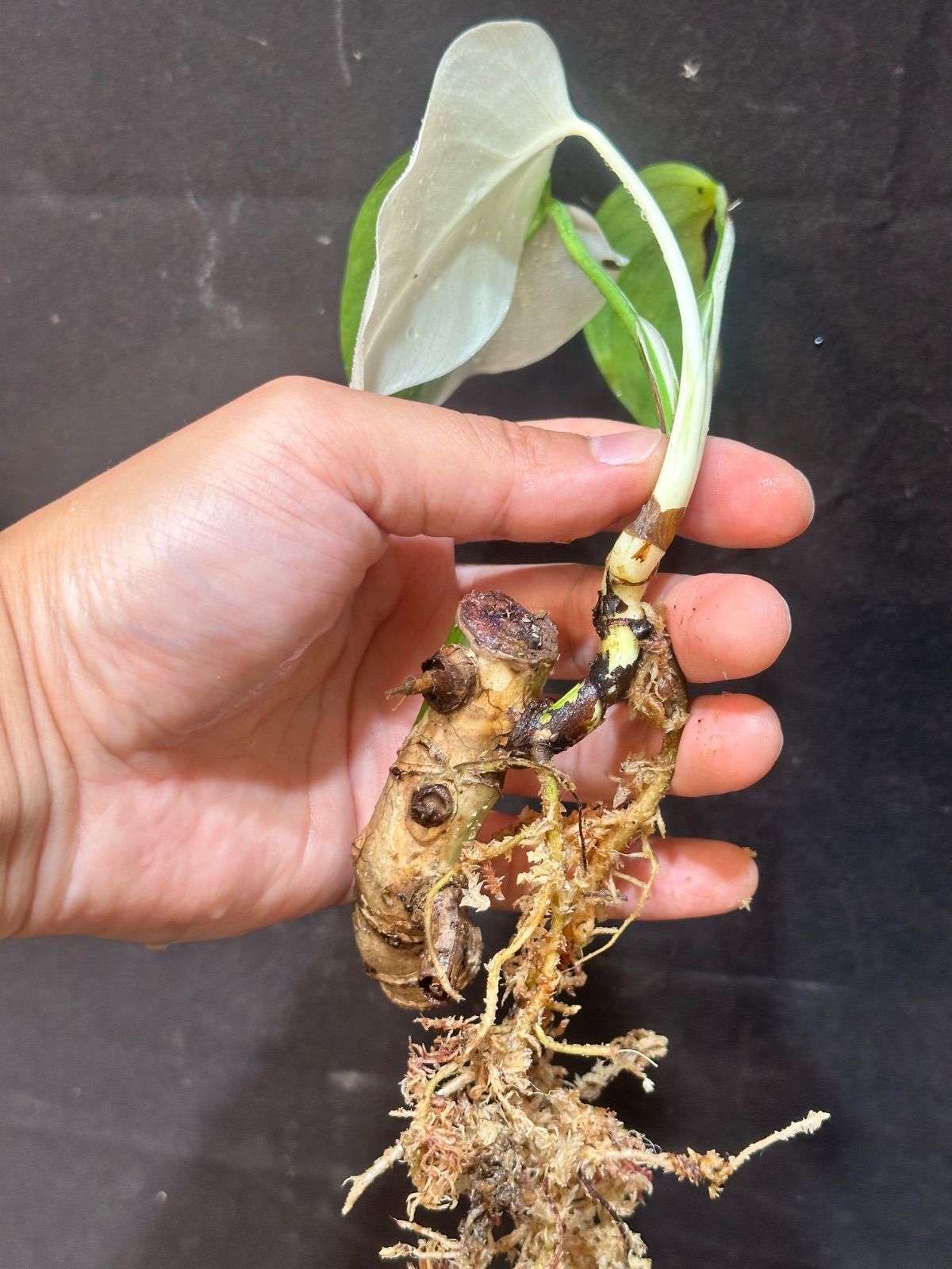 観葉植物 【発根済み】斑入り モンステラ ハーフムーン Variegated 