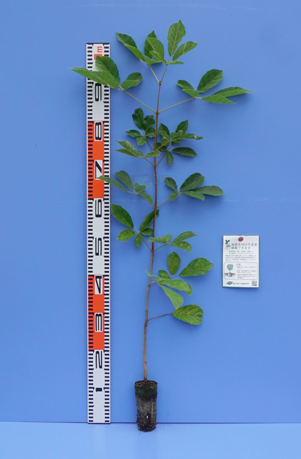 イペー苗（黄花イペー）樹高 75㎝～120㎝ 2本