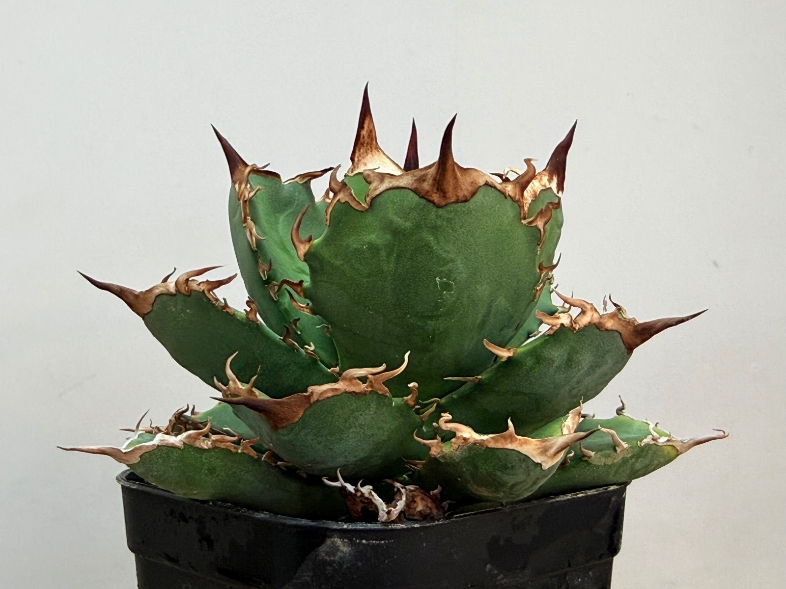 特価品】アガベ 阿修羅 割引 中株サイズ