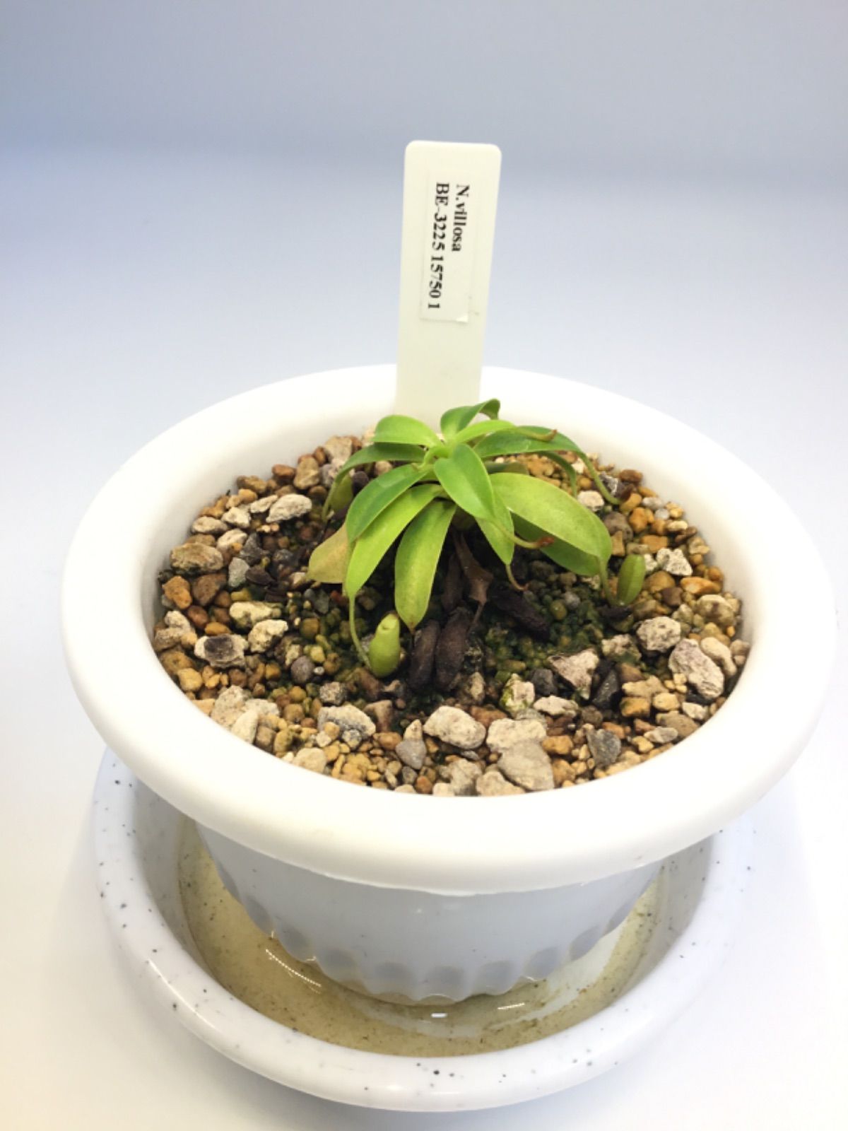 食虫植物 Nepenthes villosa BE-3225 15750 1 ネペンテス ビロサ