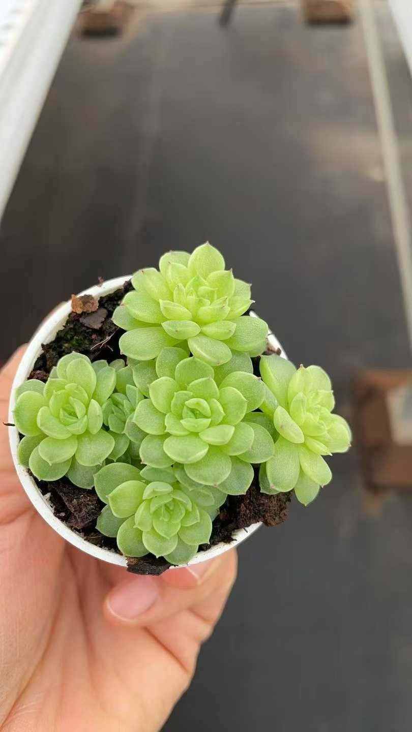 24株の抜き苗セット 浅グリーン群生 多肉植物 佐川急便発送 エケベリア 韓国苗 ZA865