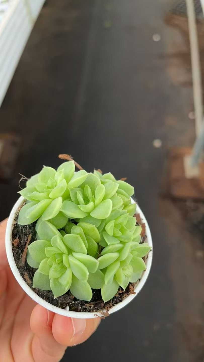 24株の抜き苗セット 浅グリーン群生 多肉植物 佐川急便発送 エケベリア 韓国苗 ZA865 WWW_GEBZETESISAT_COM_TR