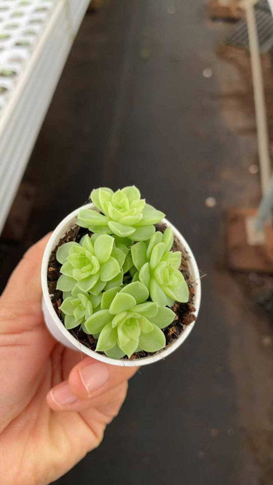 多肉植物 佐川急便発送