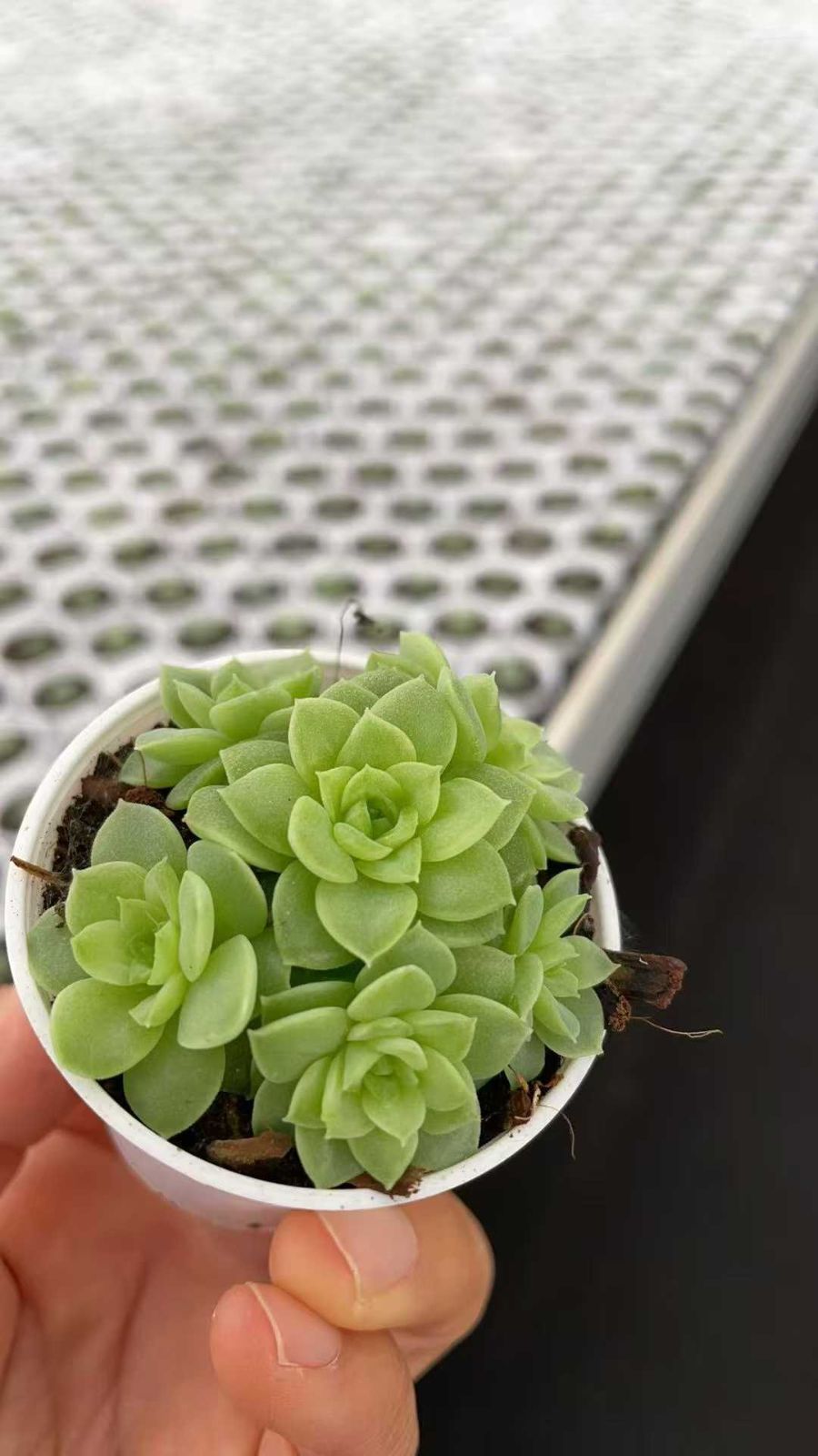 24株の抜き苗セット 浅グリーン群生 多肉植物 佐川急便発送 エケベリア 韓国苗 ZA865