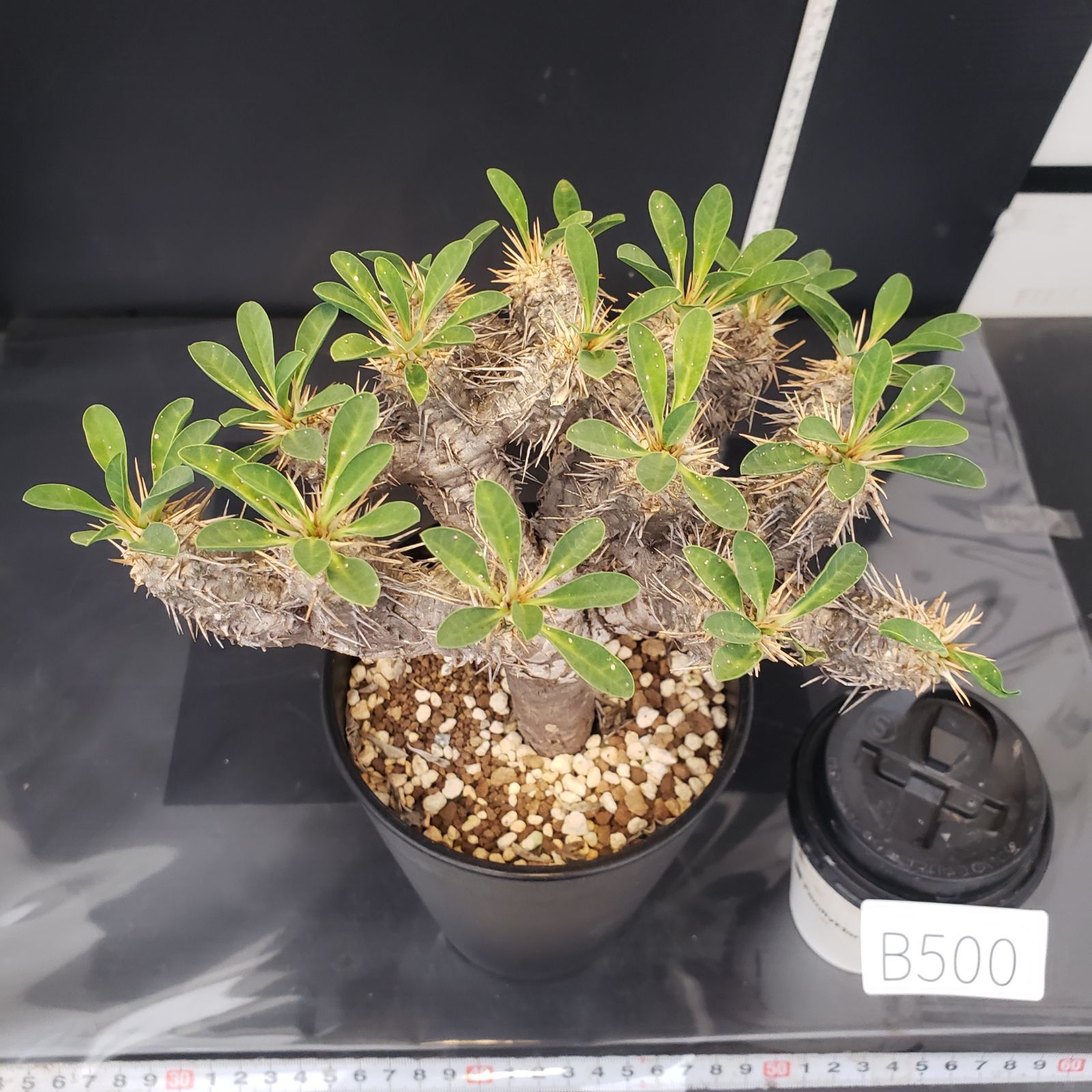 B594【自社養生株】モンソニア ムルチフィダ（現地球・発根株・鉢植え