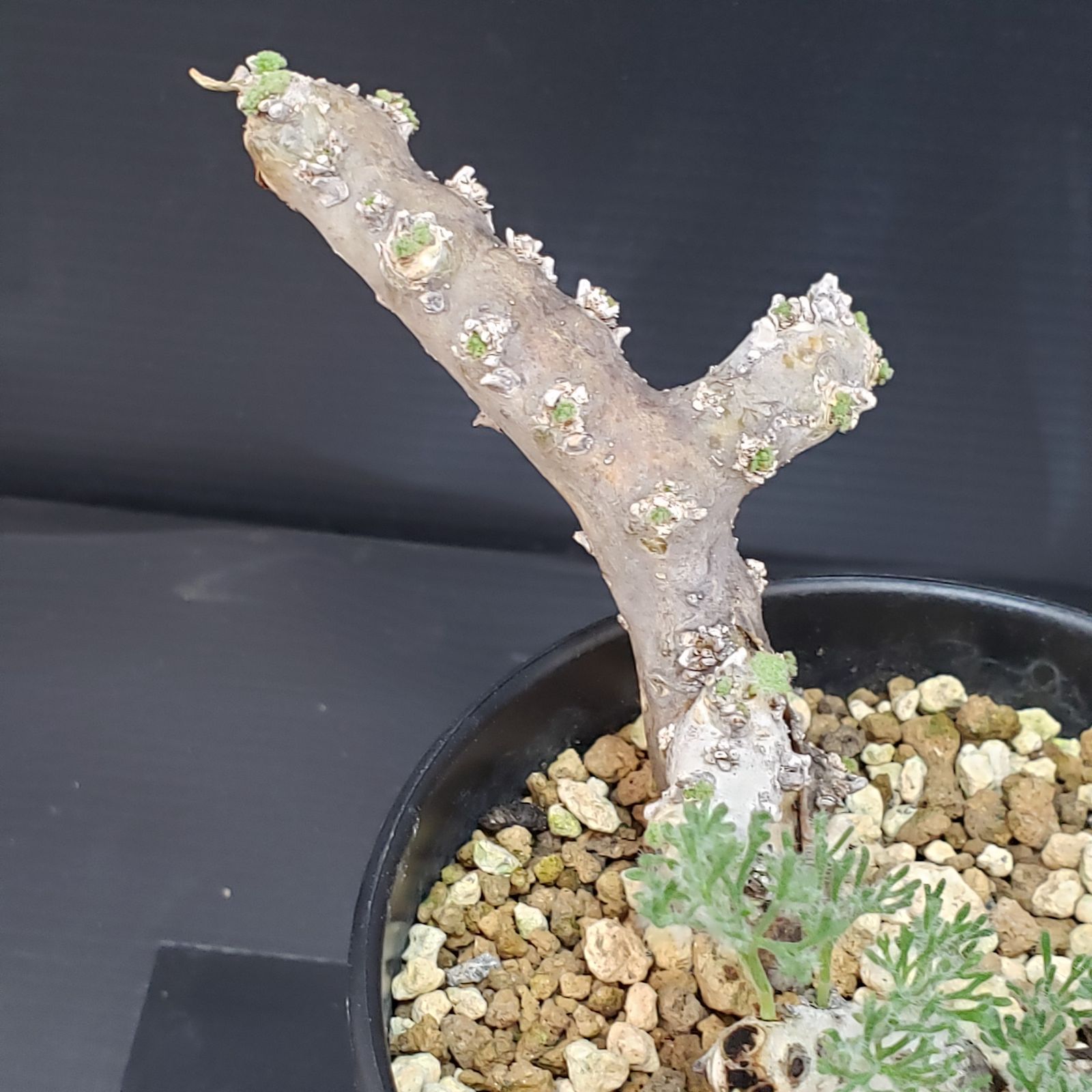 B503 自社養生株 モンソニア ムルチフィダ 現地球 発根未 株 鉢植え 塊根植物