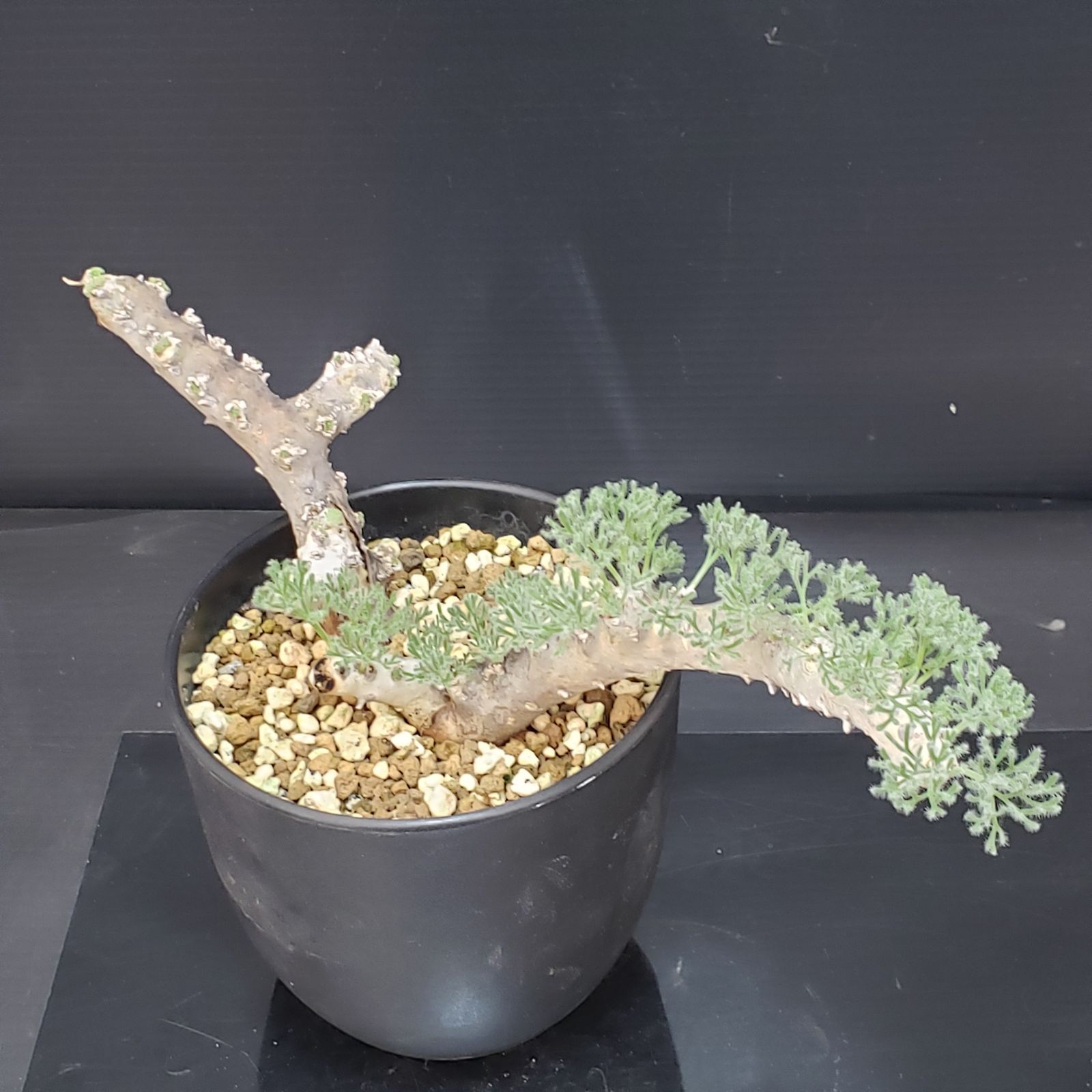 B503 自社養生株 モンソニア ムルチフィダ 現地球 発根未 株 鉢植え 塊根植物