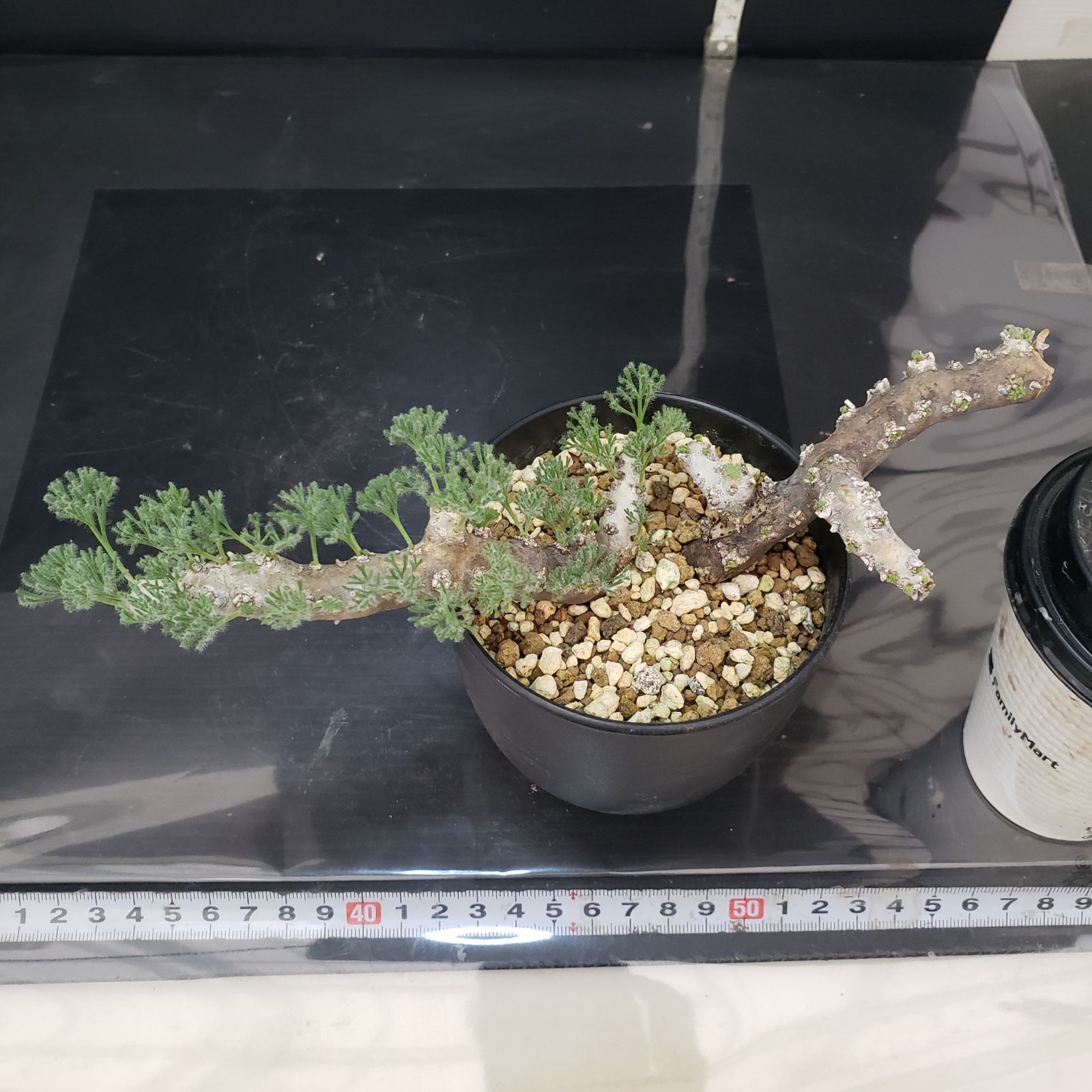 B 503 自社養生株 モンソニア ムルチフィダ 現地球 発根未 株 鉢植え 塊根植物