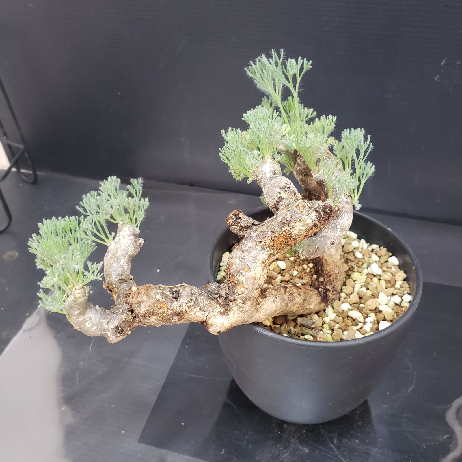 B504 自社養生株 モンソニア ムルチフィダ 現地球 発根未 株 鉢植え 塊根植物