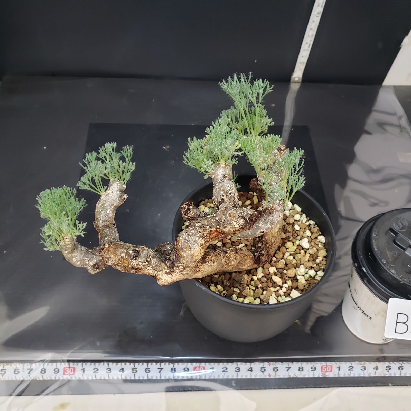 モンソニア ムルチフィダ