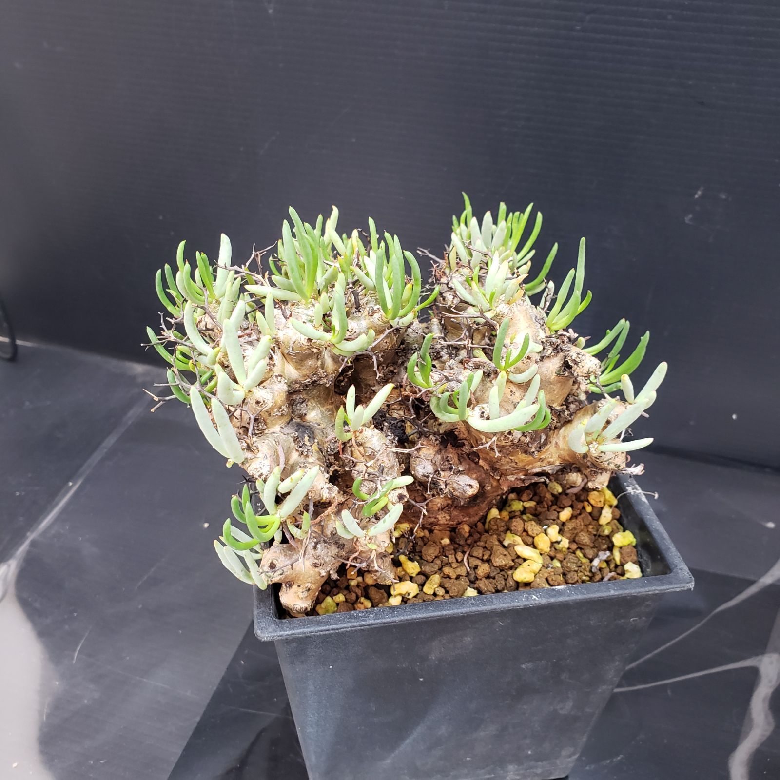 B506 自社養生株 チレコドン レティキュラータス 万物想 現地球 発根株 鉢植え 塊根植物