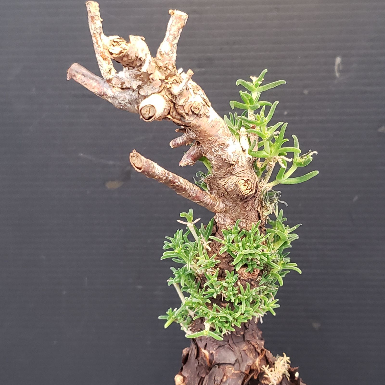 B507 自社養生株 メストクレマ L 現地球 発根株 鉢植え 塊根植物