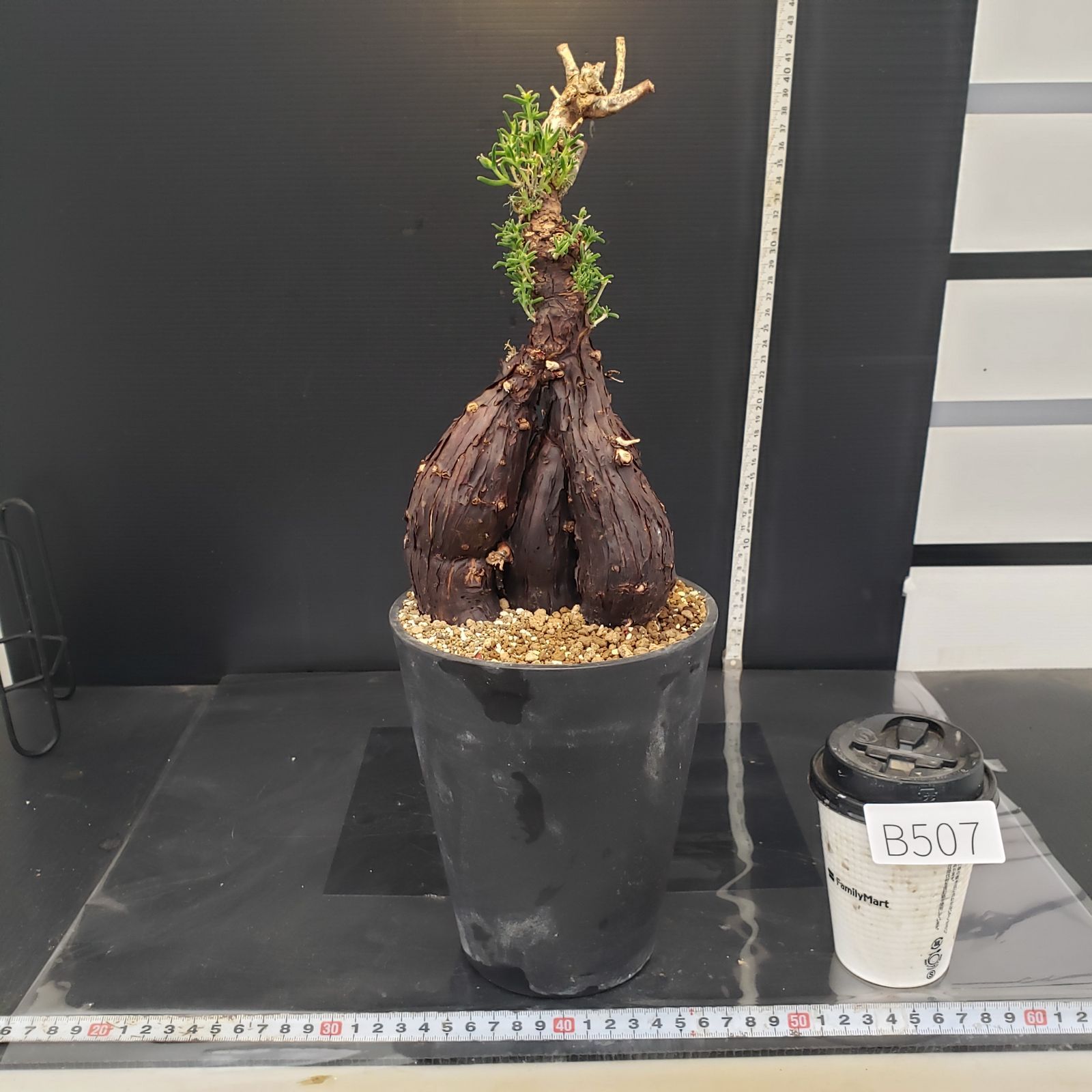 B507 自社養生株 メストクレマ L 現地球 発根株 鉢植え 塊根植物 WWW_GEBZETESISAT_COM_TR