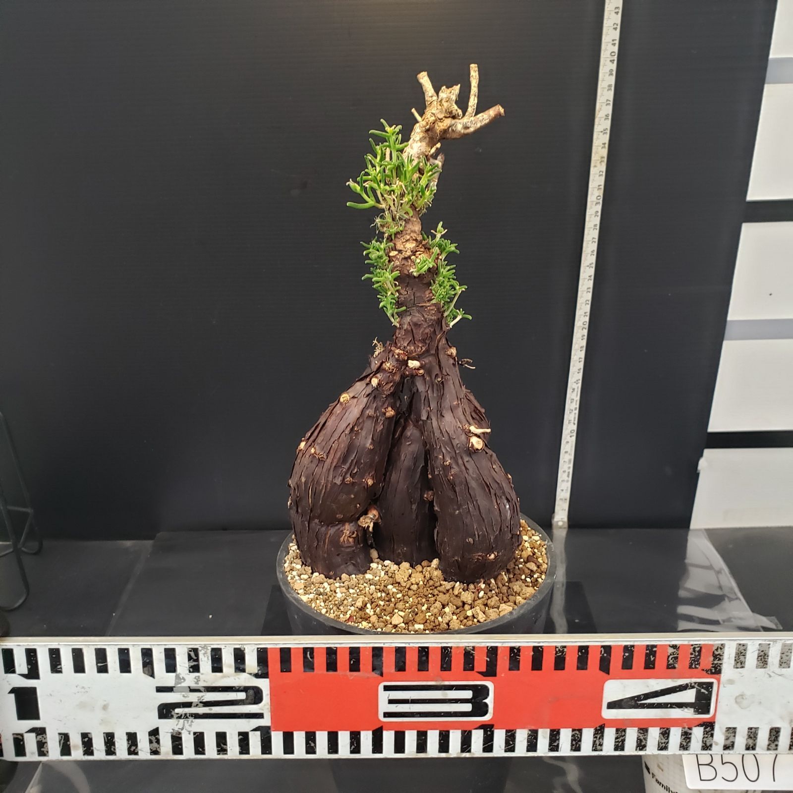 B507 自社養生株