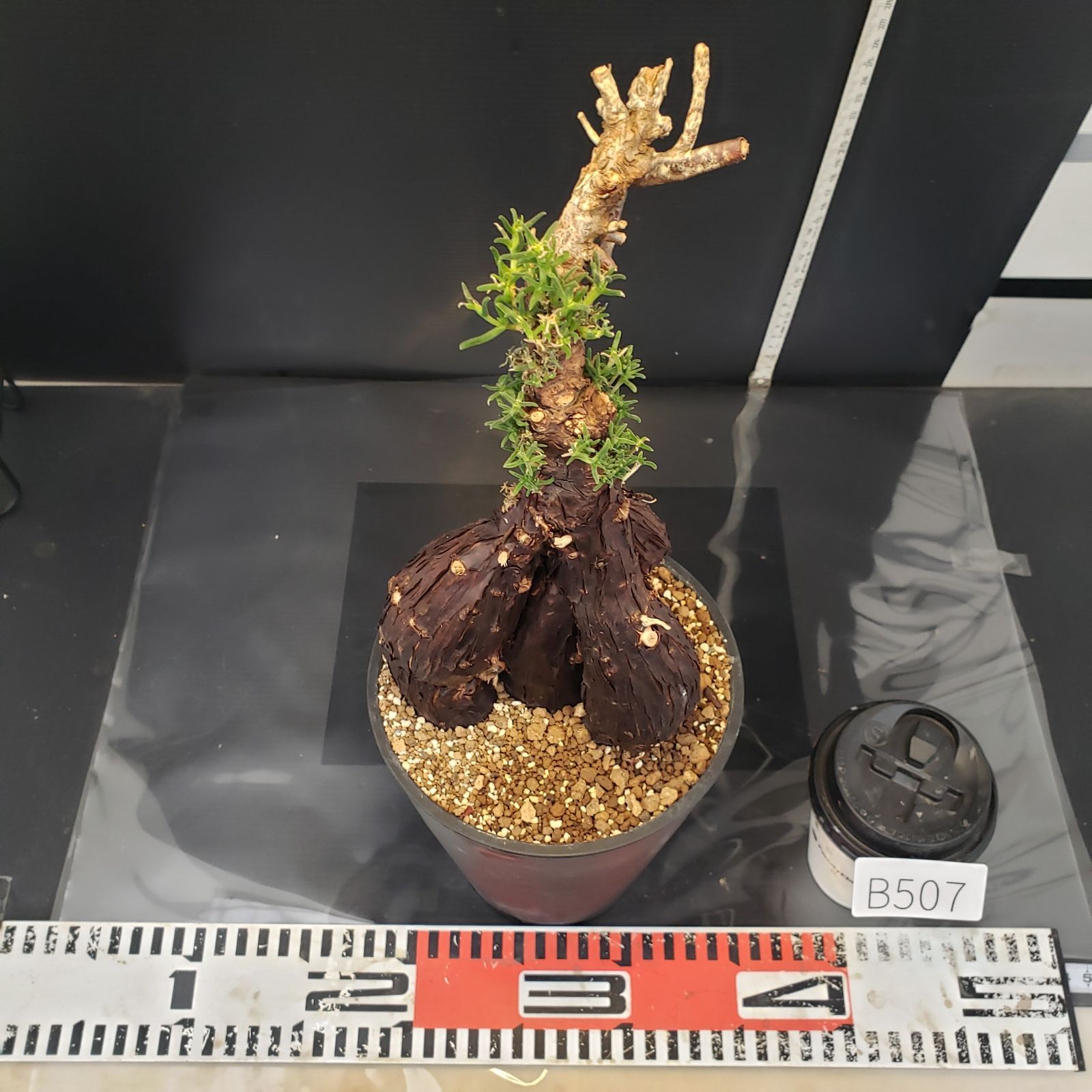 自社養生株 メストクレマ