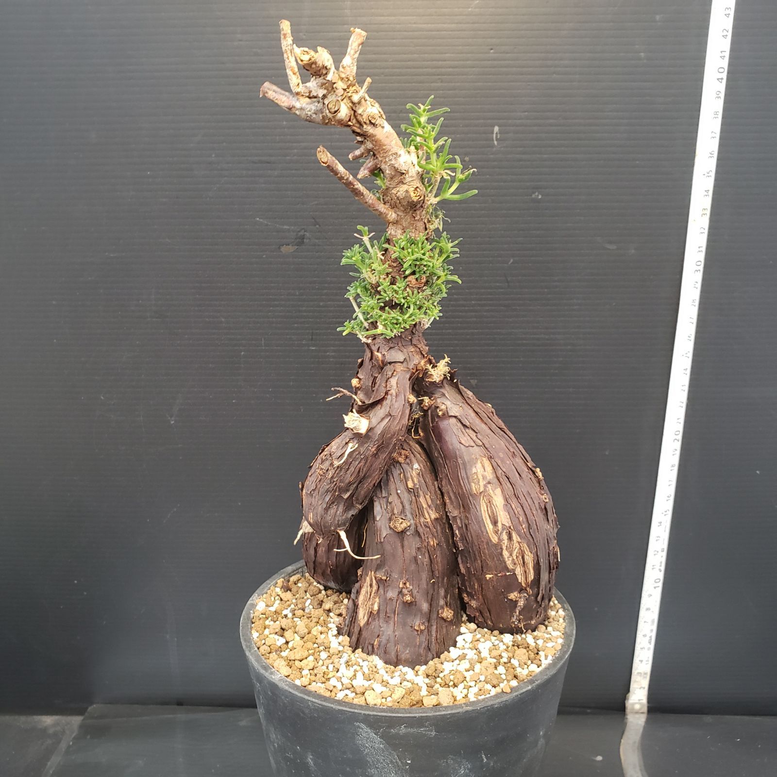 B 507 自社養生株 メストクレマ L 現地球 発根株 鉢植え 塊根植物