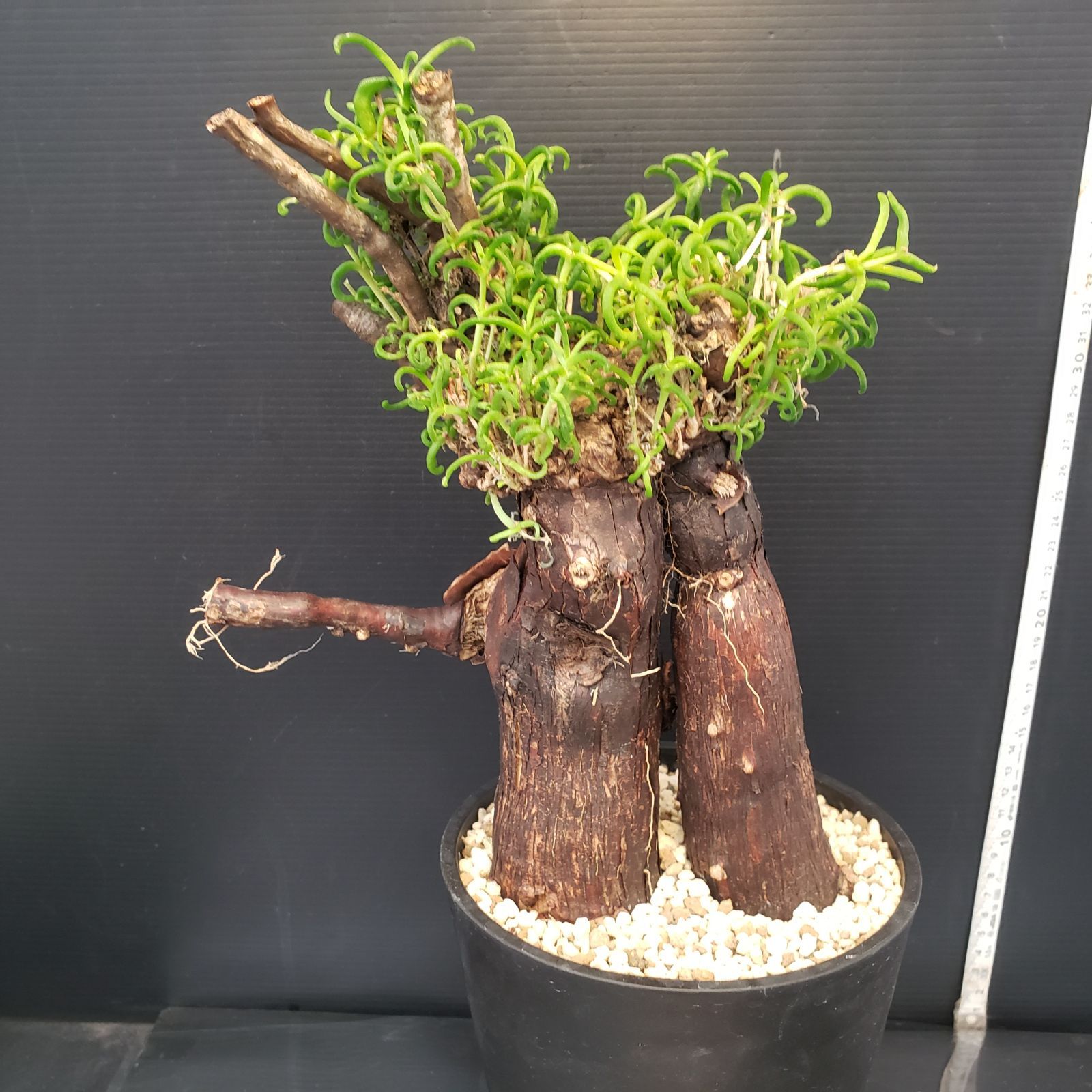 B508 自社養生株 メストクレマ L 現地球 発根株 鉢植え 塊根植物