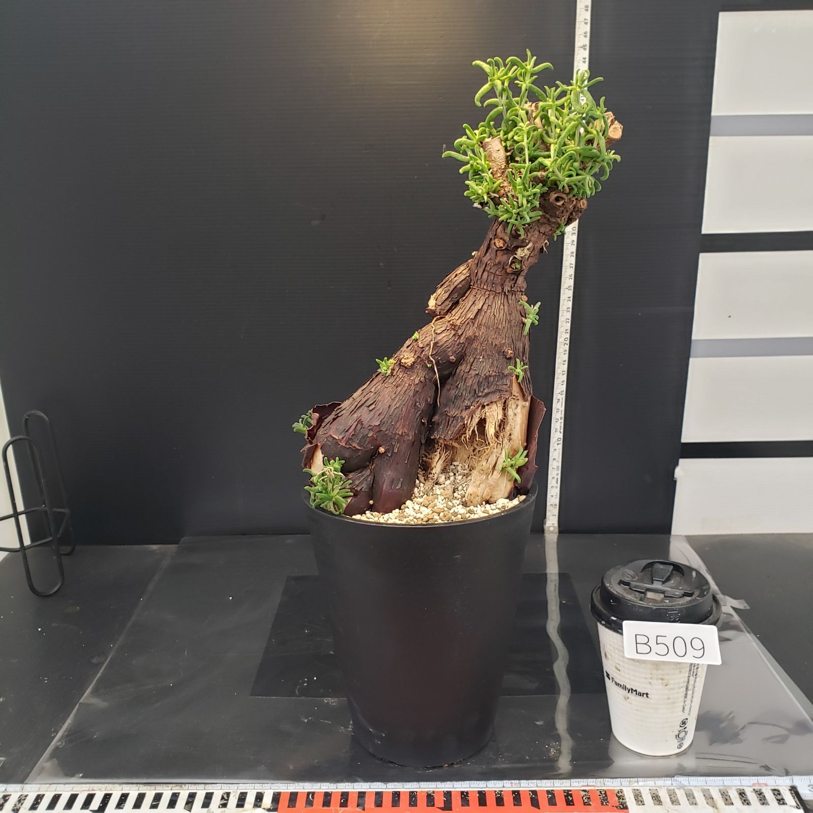 B509 自社養生株 メストクレマ L 現地球 発根株 鉢植え 塊根植物 WWW_GEBZETESISAT_COM_TR
