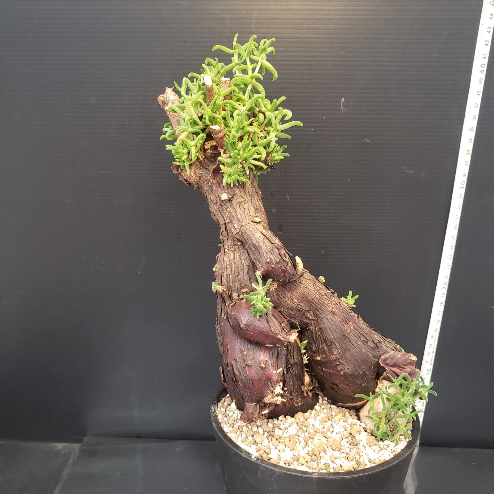 B509 自社養生株 メストクレマ L 現地球 発根株 鉢植え 塊根植物