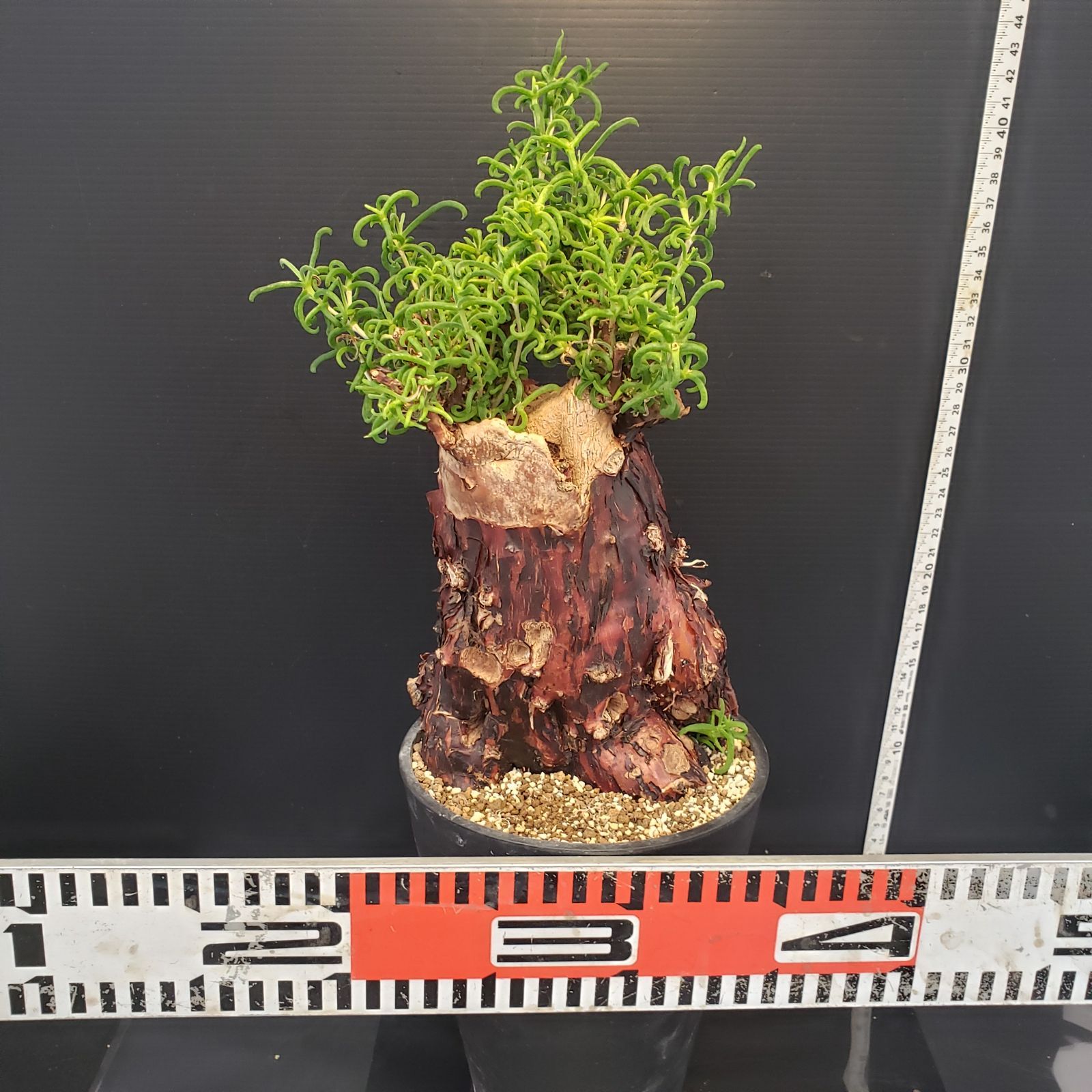 B510 自社養生株 メストクレマ L 現地球 発根株 鉢植え 塊根植物