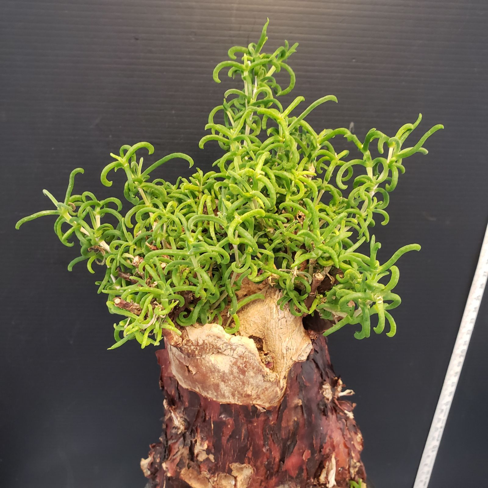 B510 自社養生株 メストクレマ L 現地球 発根株 鉢植え 塊根植物 WWW_GEBZETESISAT_COM_TR