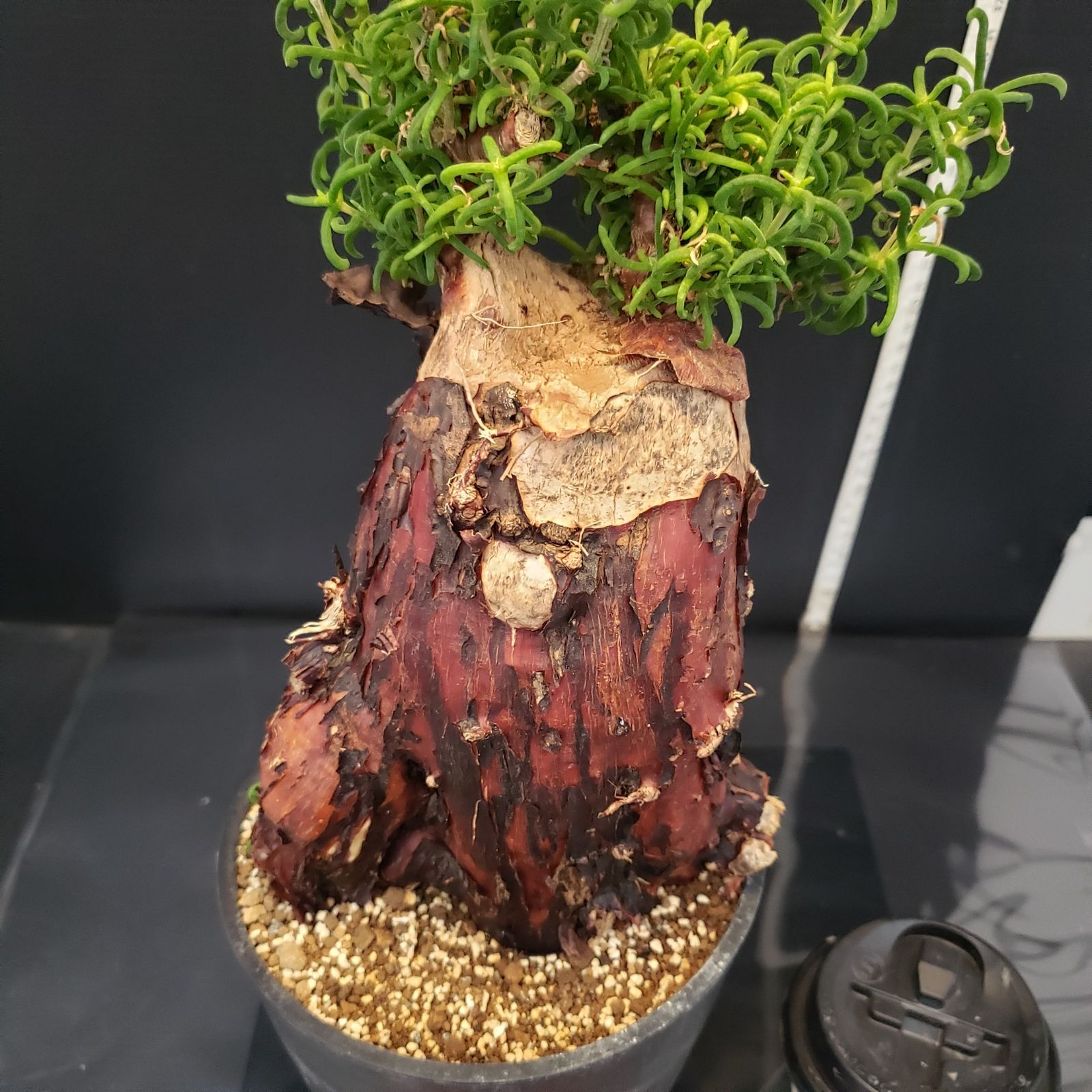 鉢植え 塊根植物