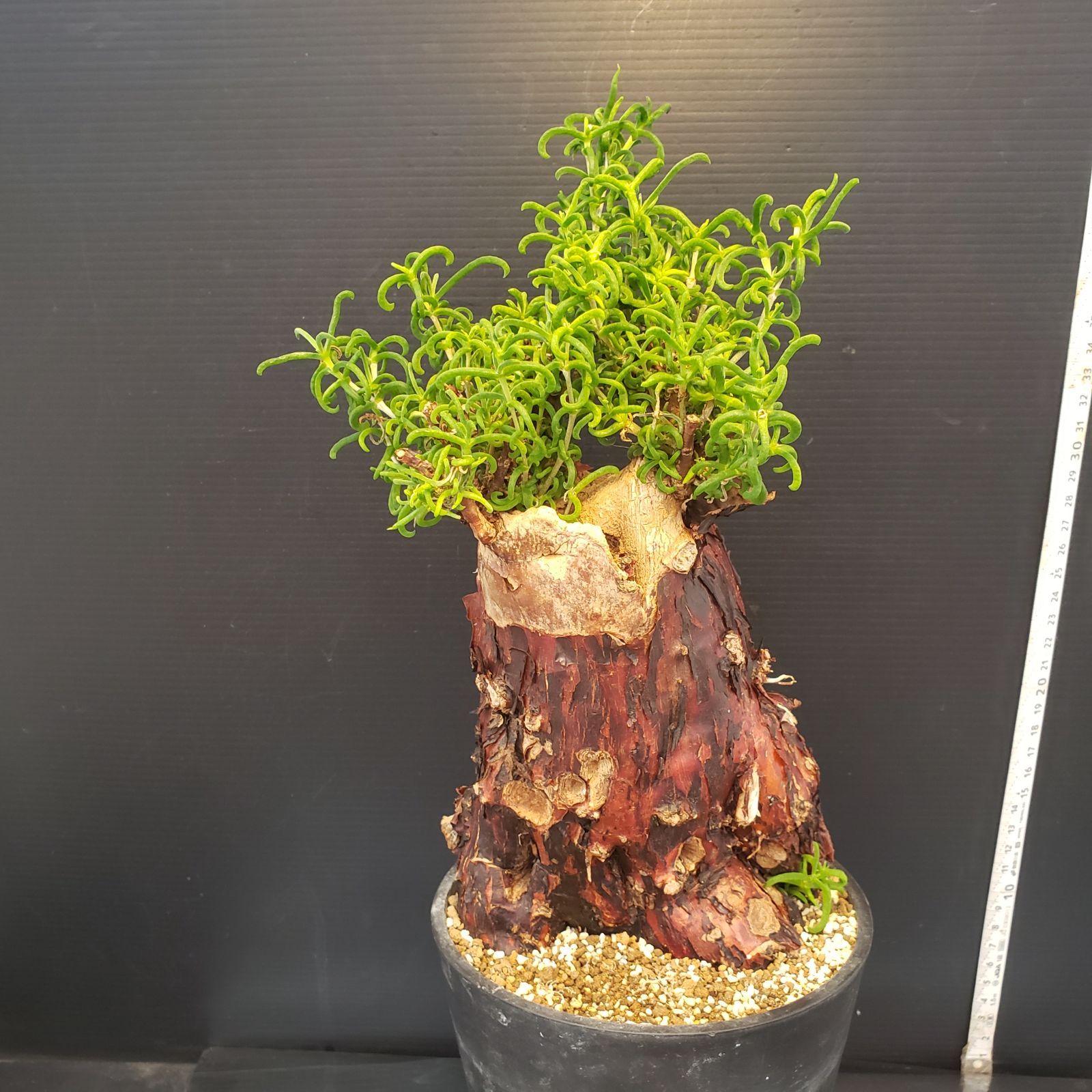 B510 自社養生株 メストクレマ L 現地球 発根株 鉢植え 塊根植物