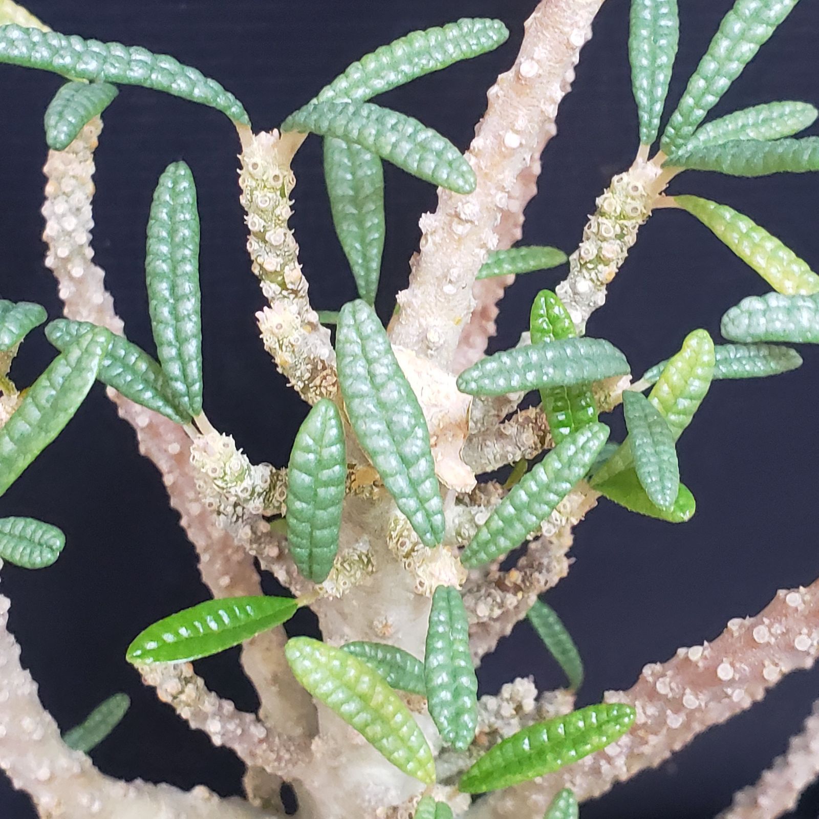 B511 自社養生株 ドルステニア ギガスブラータ 発根株 鉢植え 球根植物