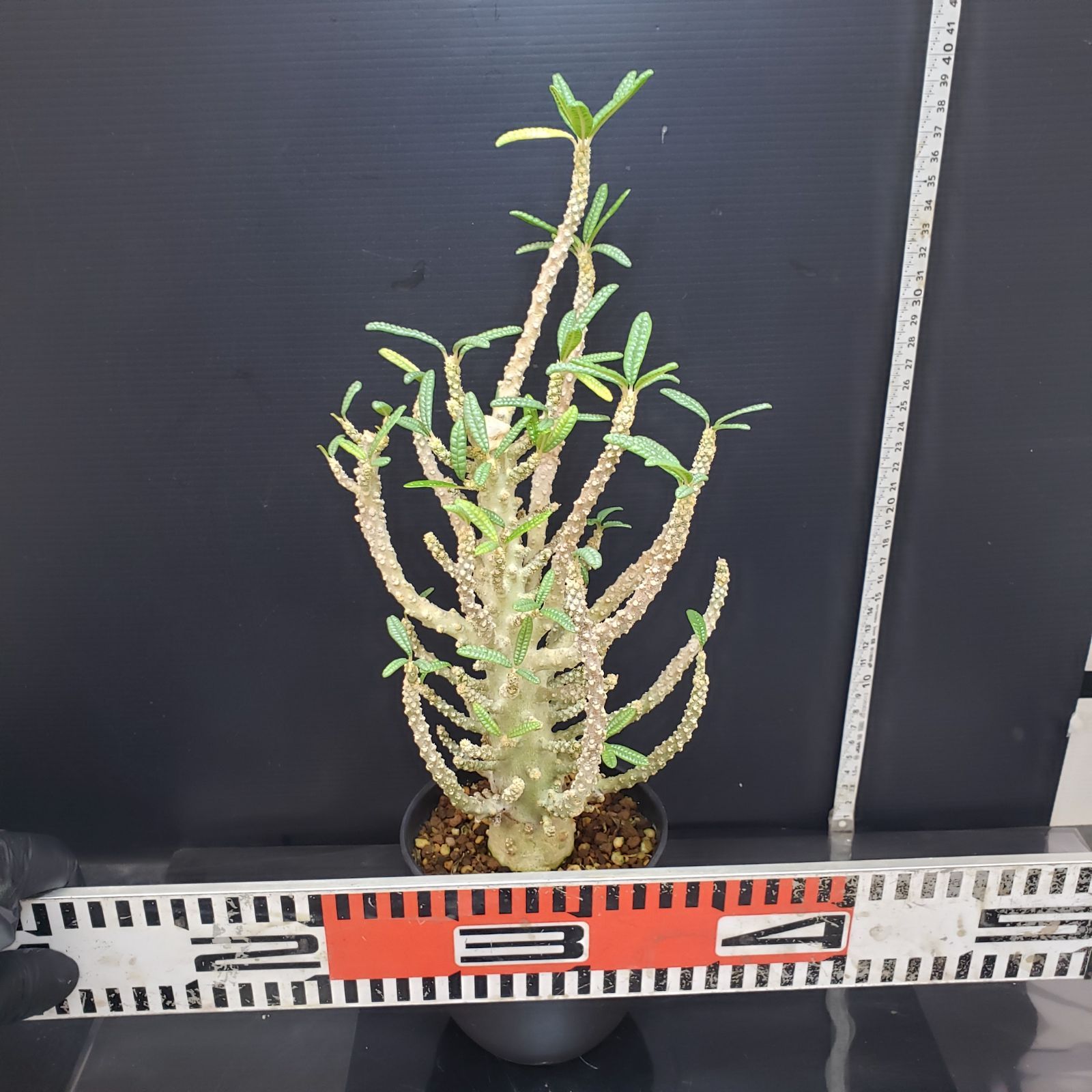 ギガスブラータ